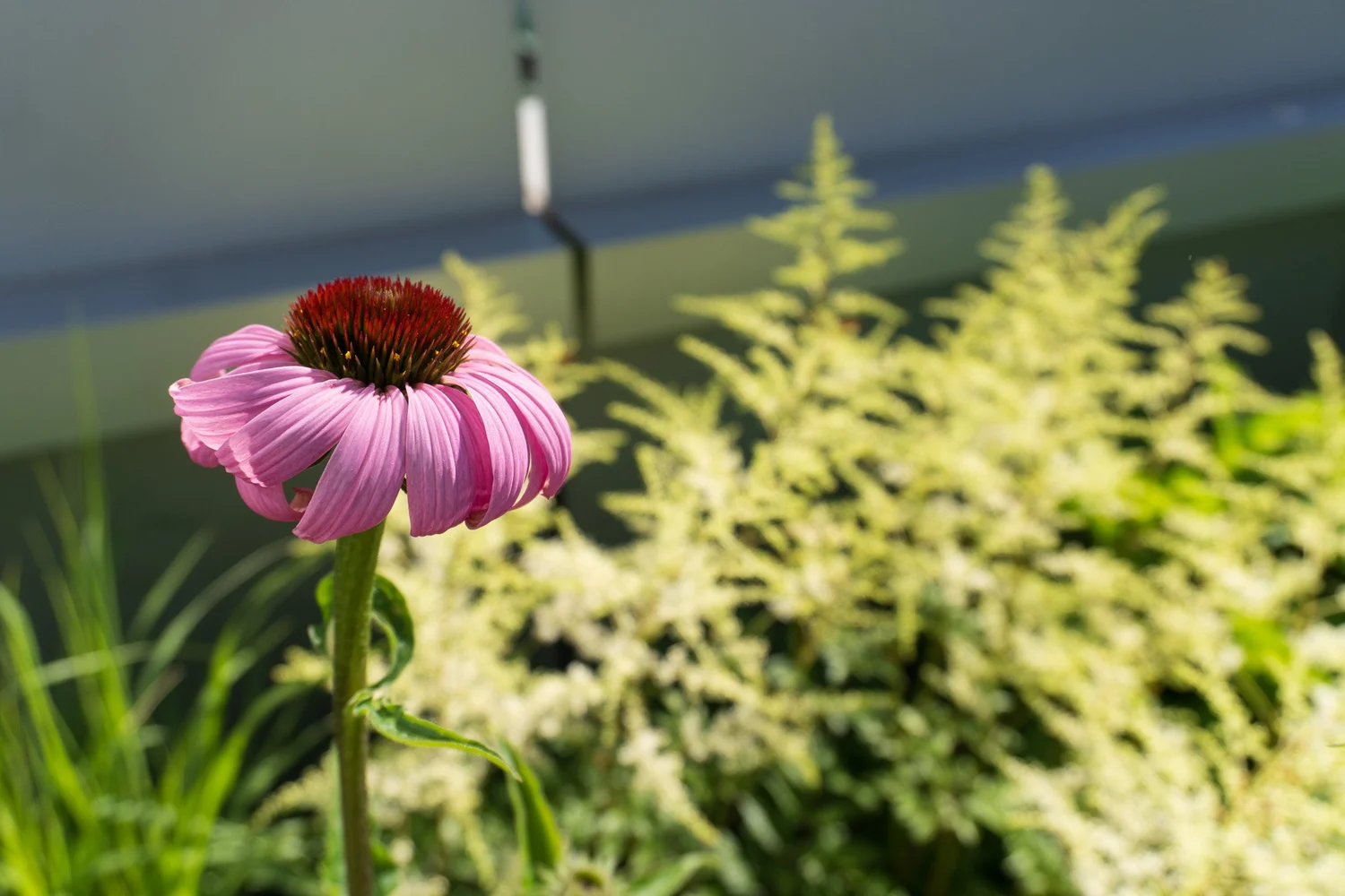 Grasses and perennials providing movement across the terrace