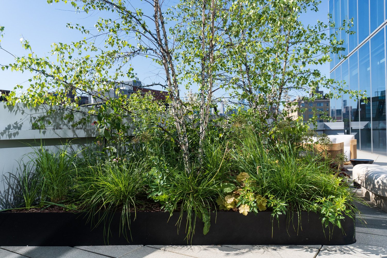 Native perennial planting adapted to a rooftop environment