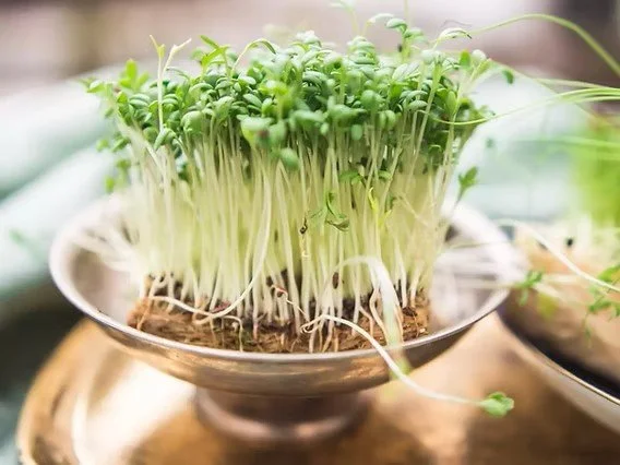 Women’s Guild: Art of Sprouting