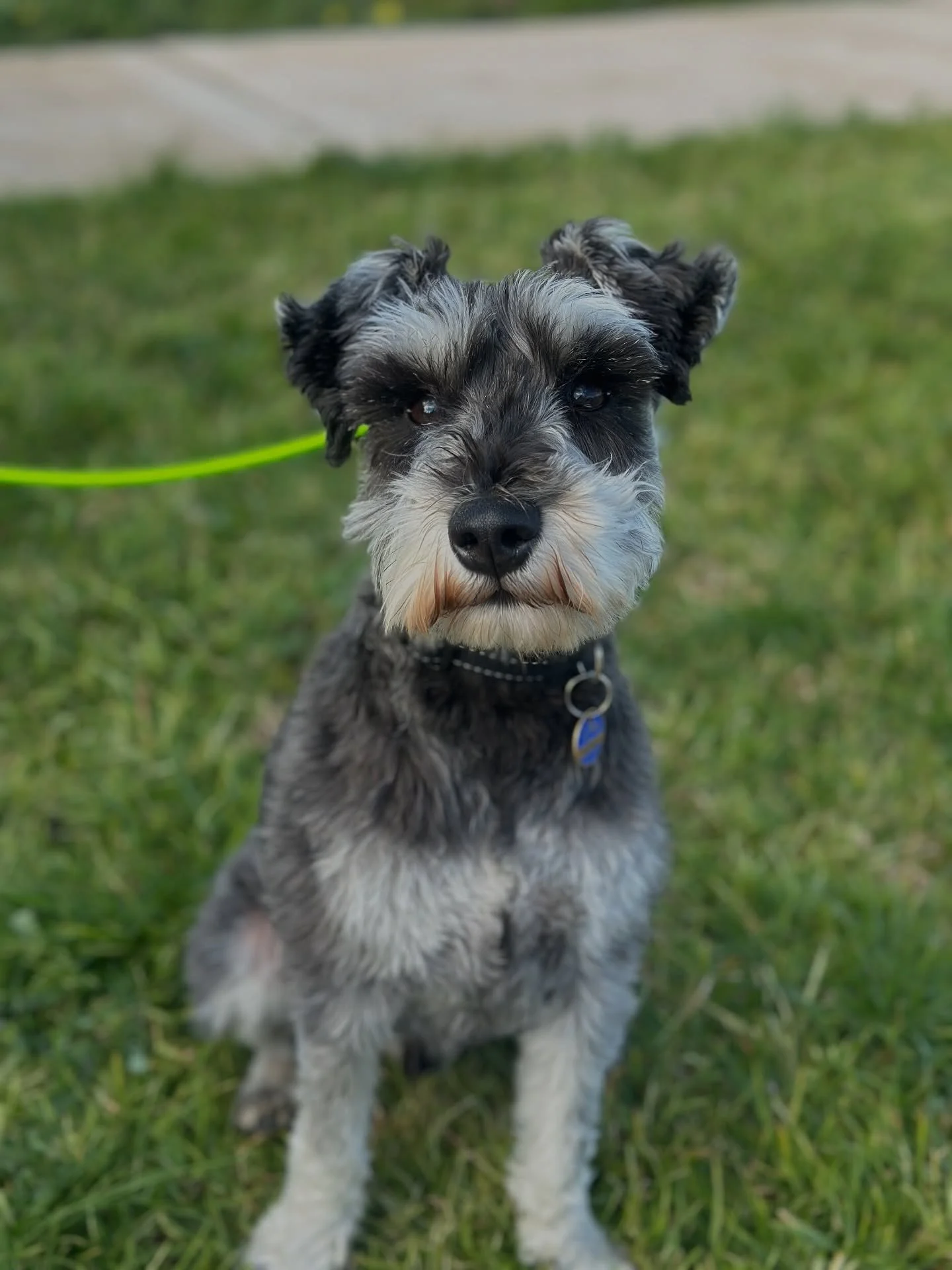 This sweet boy has been such a joy to work with and a true test of young dog raising for his owners.

Max came in full of one-year-old attitude, pulling hard on lead, barking at the front window, and keeping his owner on their toes.

Across just two 
