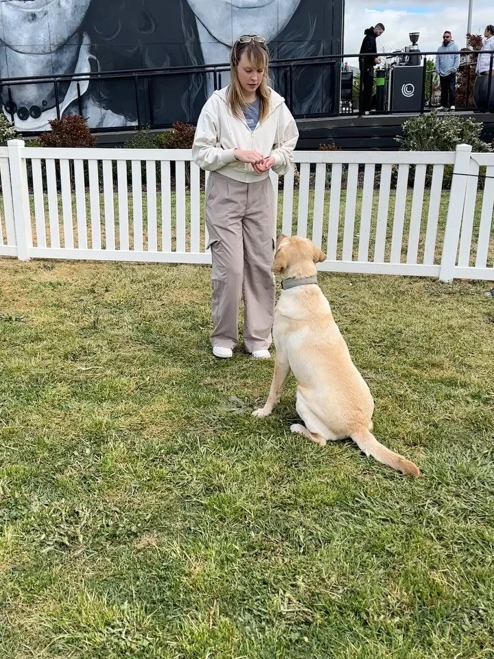Had the pleasure of being invited out by @redstone.sunbury to teach some tricks at their Dog Day Out event today. 

My all time favourite &lsquo;middle&rsquo; went off like a treat. We had dogs at different levels learning various ways of coming in b