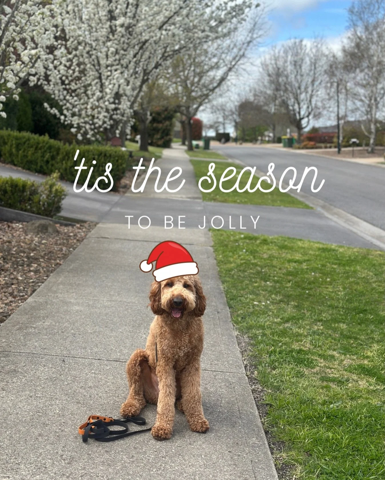 🎄 Holiday Trading Update 🎄

We&rsquo;ll be finishing up for a short break on Friday 19th December and returning Monday 29th.

Something very special will be joining the Summit Canine team from the 28th&hellip; stay tuned 👀

Thank you for an incred