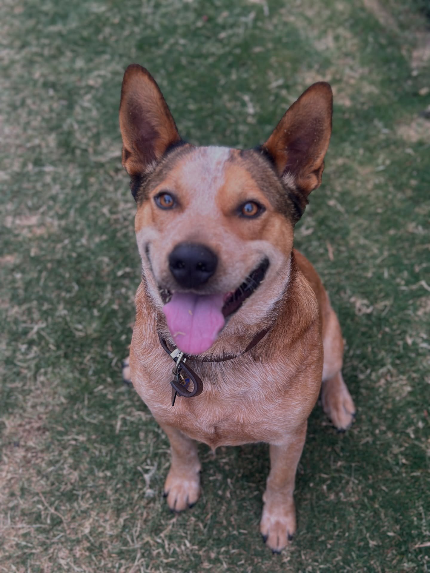 The red hot heeler, Bingo 

Bingo has just wrapped up 3 sessions of training and god this boy lives to work!

His new pawrents live an active lifestyle, love hiking and exploring the bush and forest so we&rsquo;ve been getting his adventure ready. 

