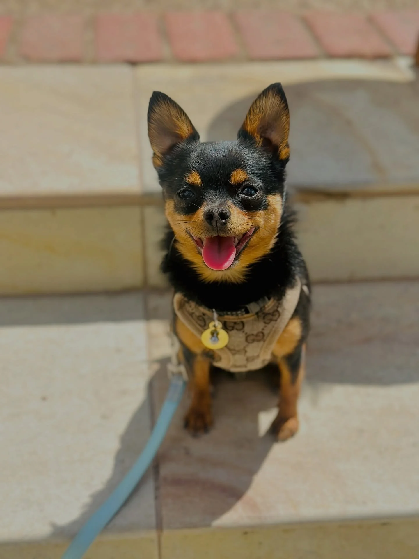 Murray 🖤

In our private session we worked on building true neutrality around other dogs, sharpening up his marker system, and refining his loose leash walking, and teaching about turning pressure on and off. 

Clear markers, cleaner communication, 