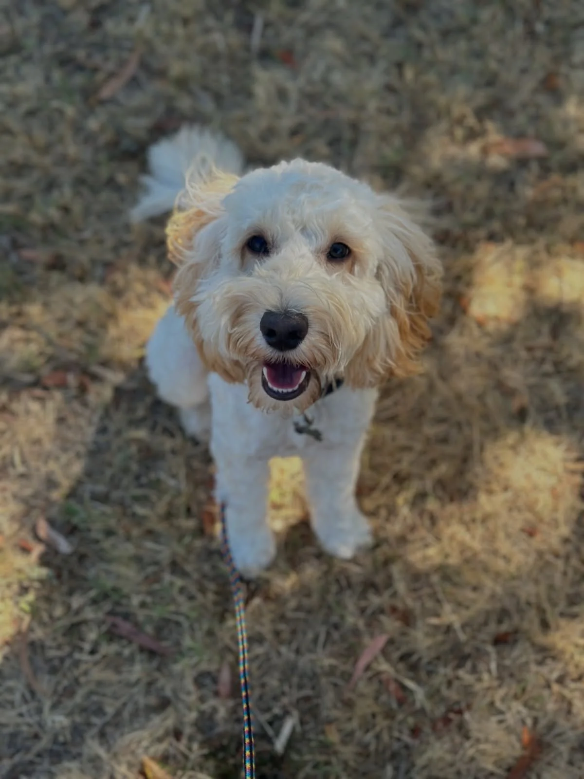 Working with dogs from pups through to adulthood has got to be the best part of this job. 

We first saw Murphy as a young pup and supported some of his development and as he&rsquo;s progressed into adolescence, we have tightened up his skills and gi