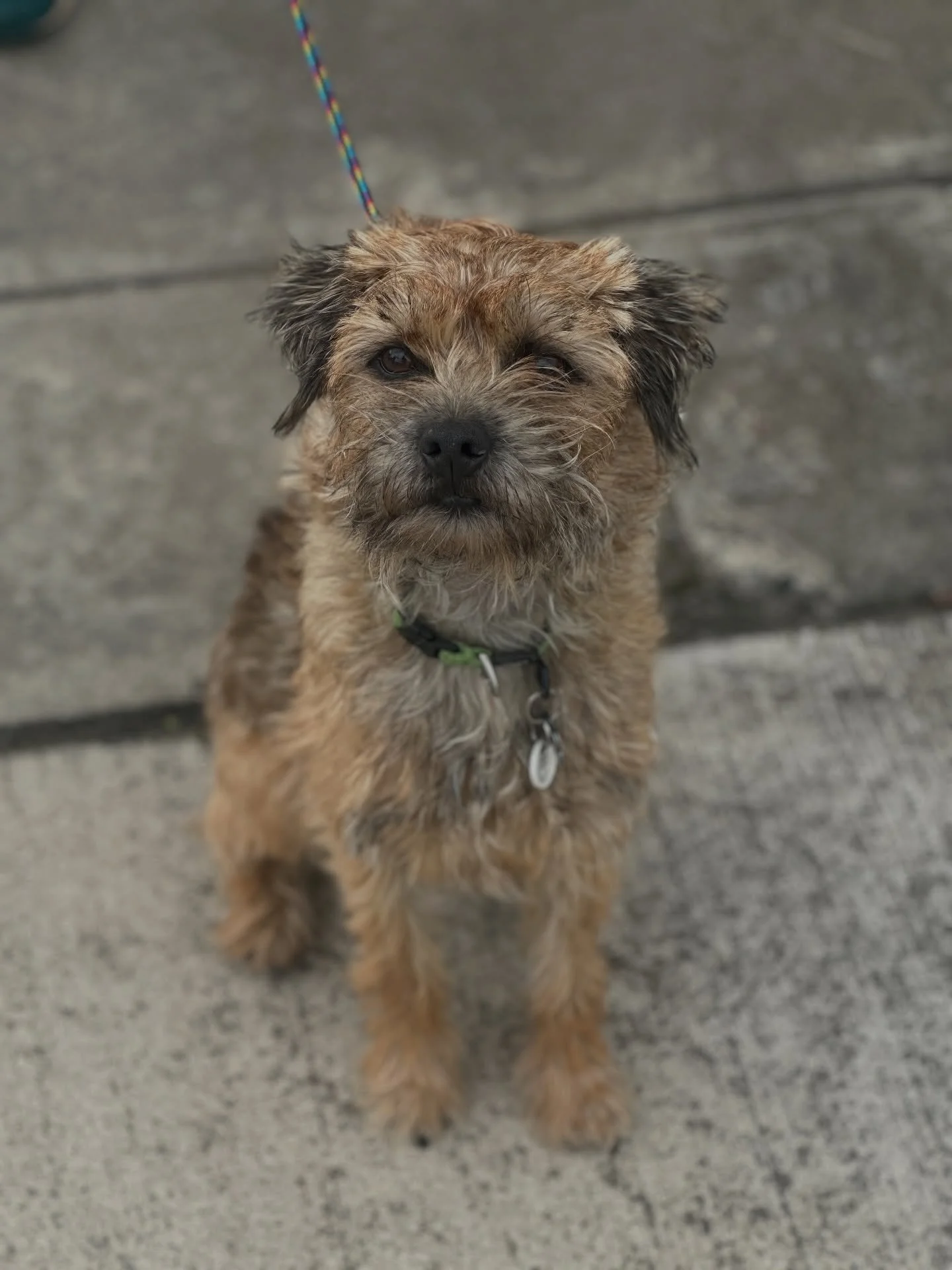 Sidney started out with no formal obedience and relied on her owners to navigate everything for her. She came from a previous home where there were some serious tensions. 

We gave her structure, clear guidance, and the tools to understand the world 