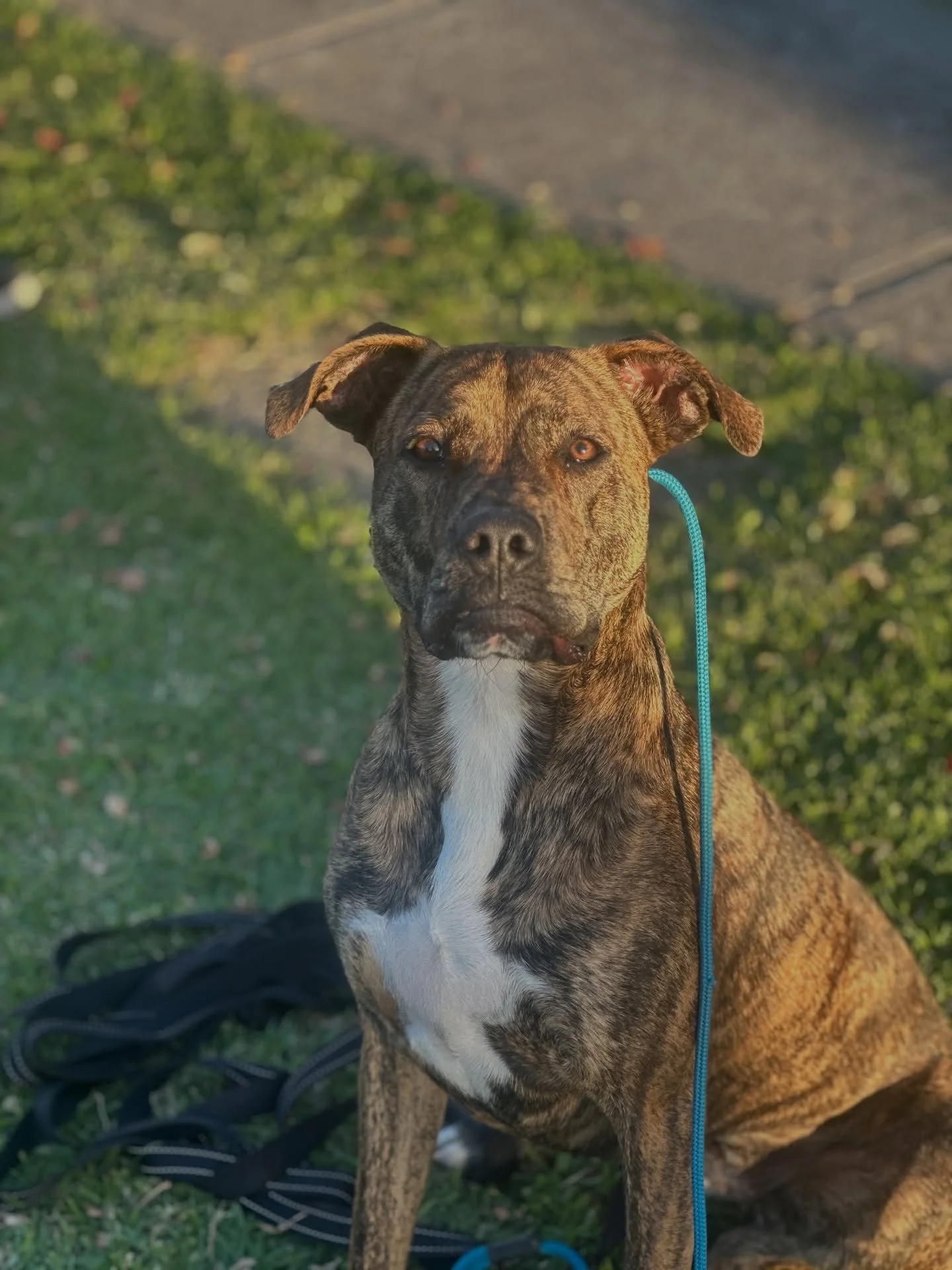 Zaya came in right in the middle of adolescence, where things can get messy and consistency really matters.

We cleaned up her obedience, built clear household manners, worked on neutrality around her brother 🐱 , and developed her loose lead walking