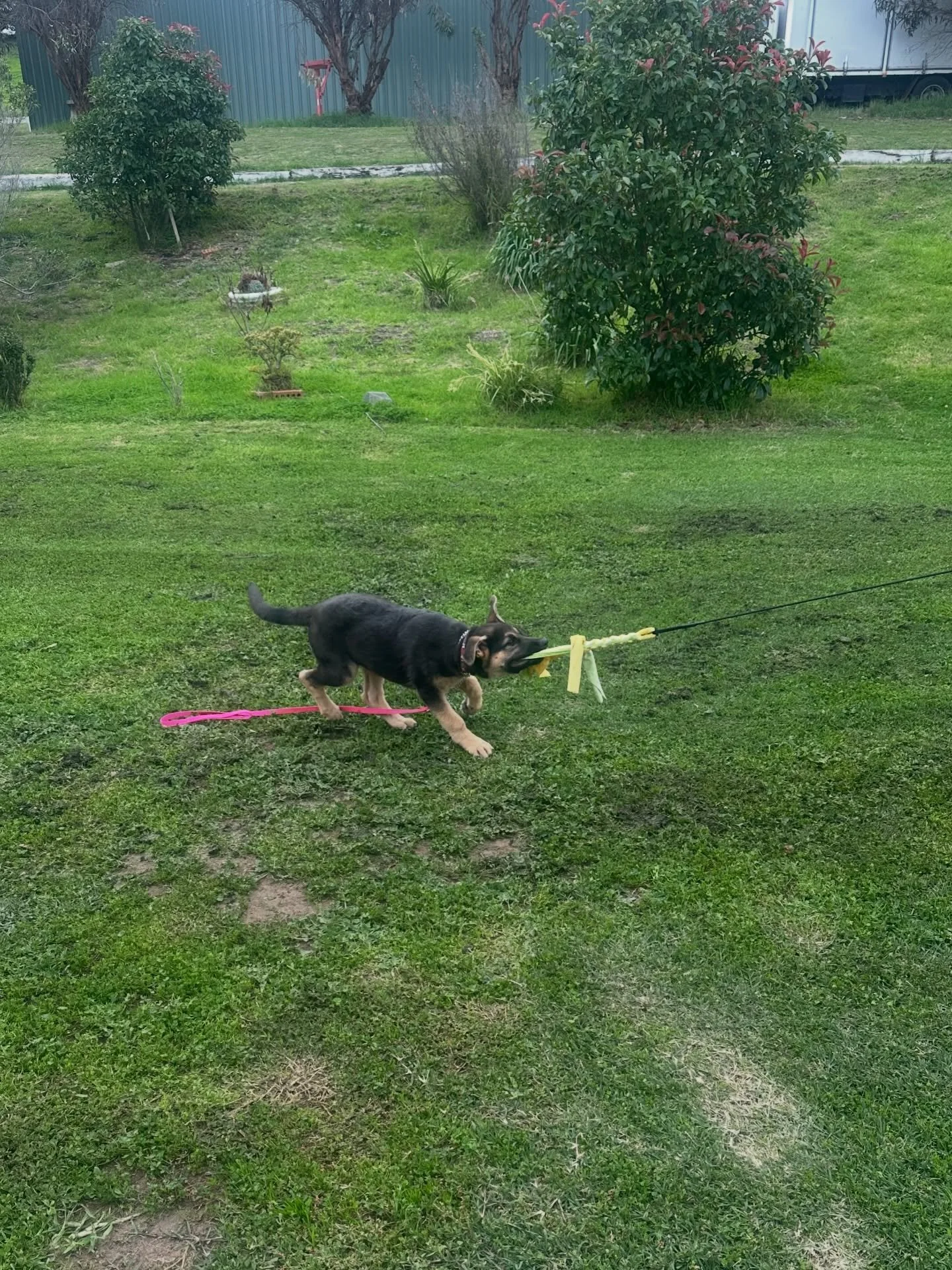 Sheeba putting in the work early.

We&rsquo;ve been focusing on settling and building an off switch, place work to build calmness, and setting up successful routines to help her get enough rest and regulation between training, play and life. 
P.s eve