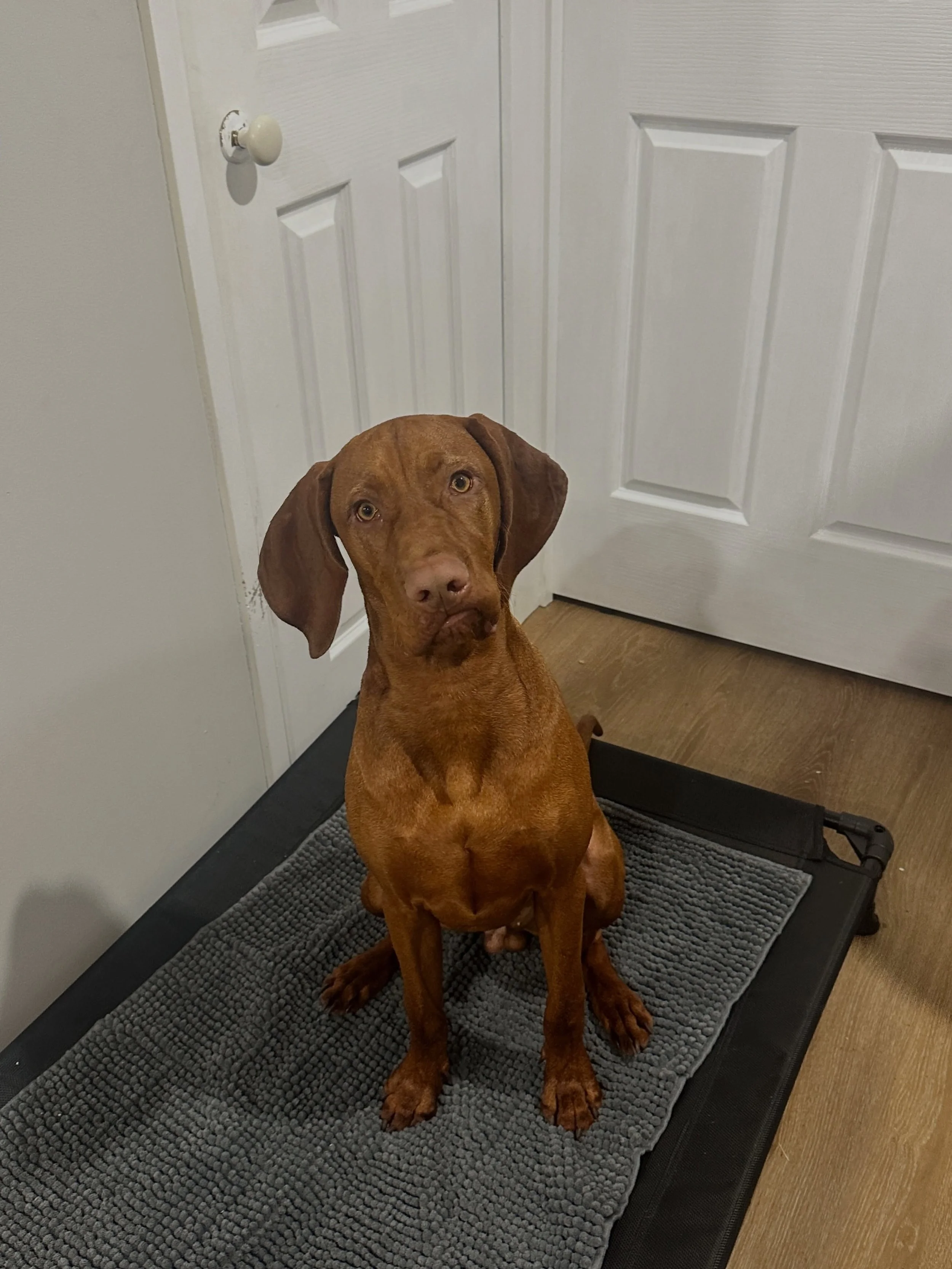 Freddie the Vizsla 🐾

At just 7 months old, Freddie has been building some fantastic foundations through training focused on real-life skills. During our sessions, we worked on loose leash walking to make outings more enjoyable, place training to en
