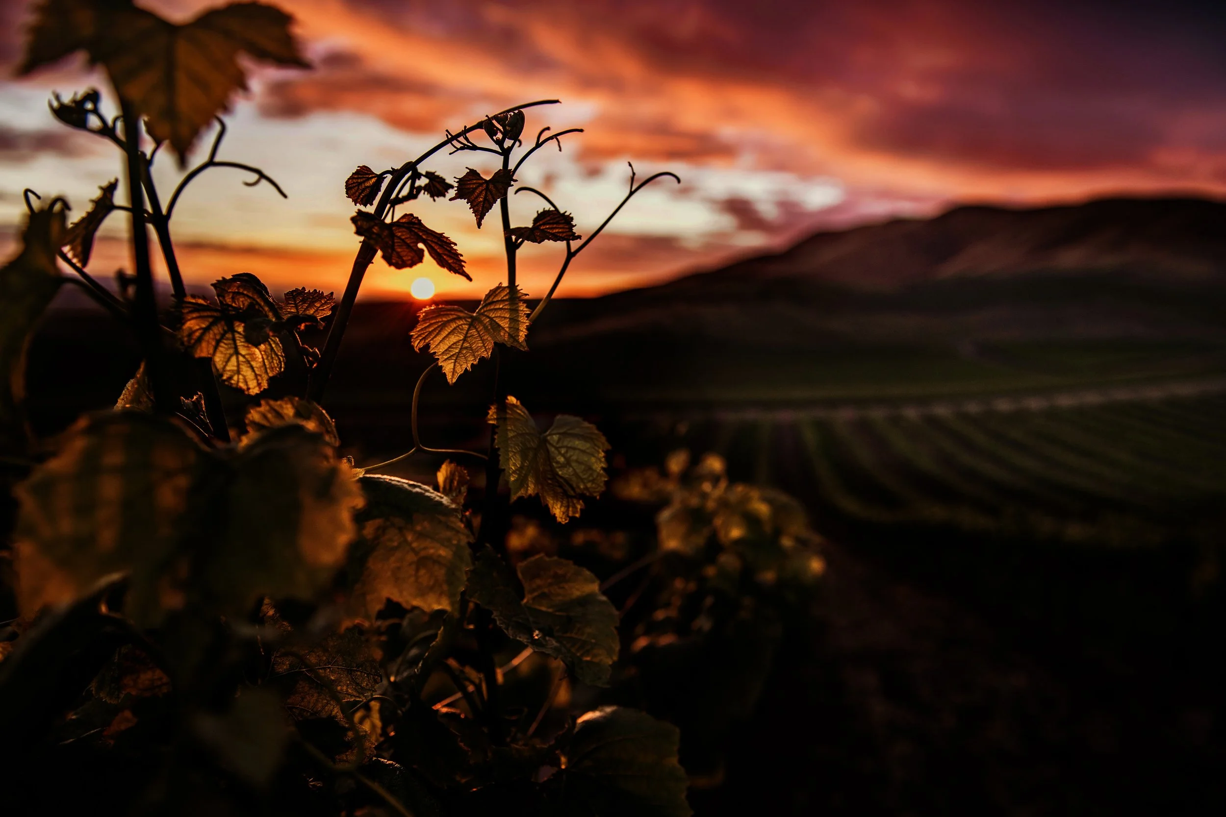 pexels-timmossholder-2336117 DARK.jpg