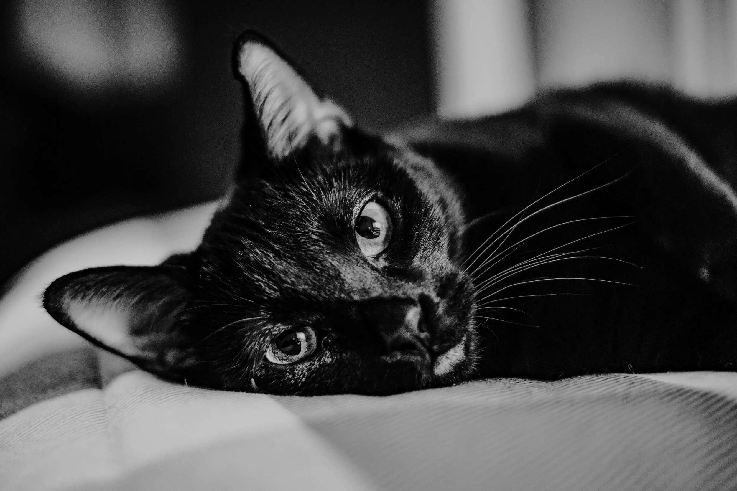 luke-shaffer-XoHuArWJma8-unsplash (1)-2.jpg