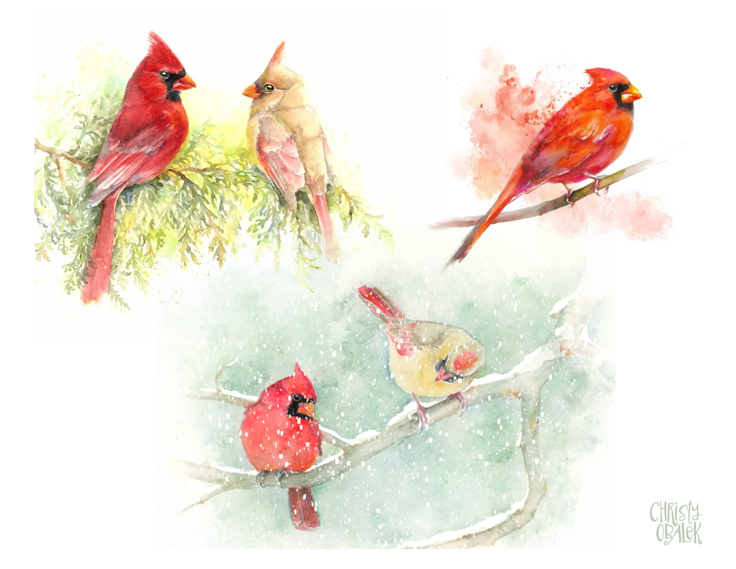 A selection of my cardinal bird paintings