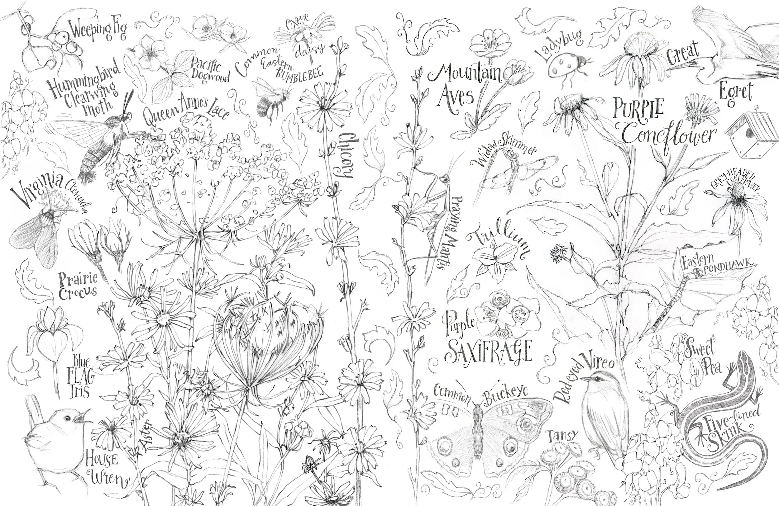 Pencil Flora and Fauna drawings