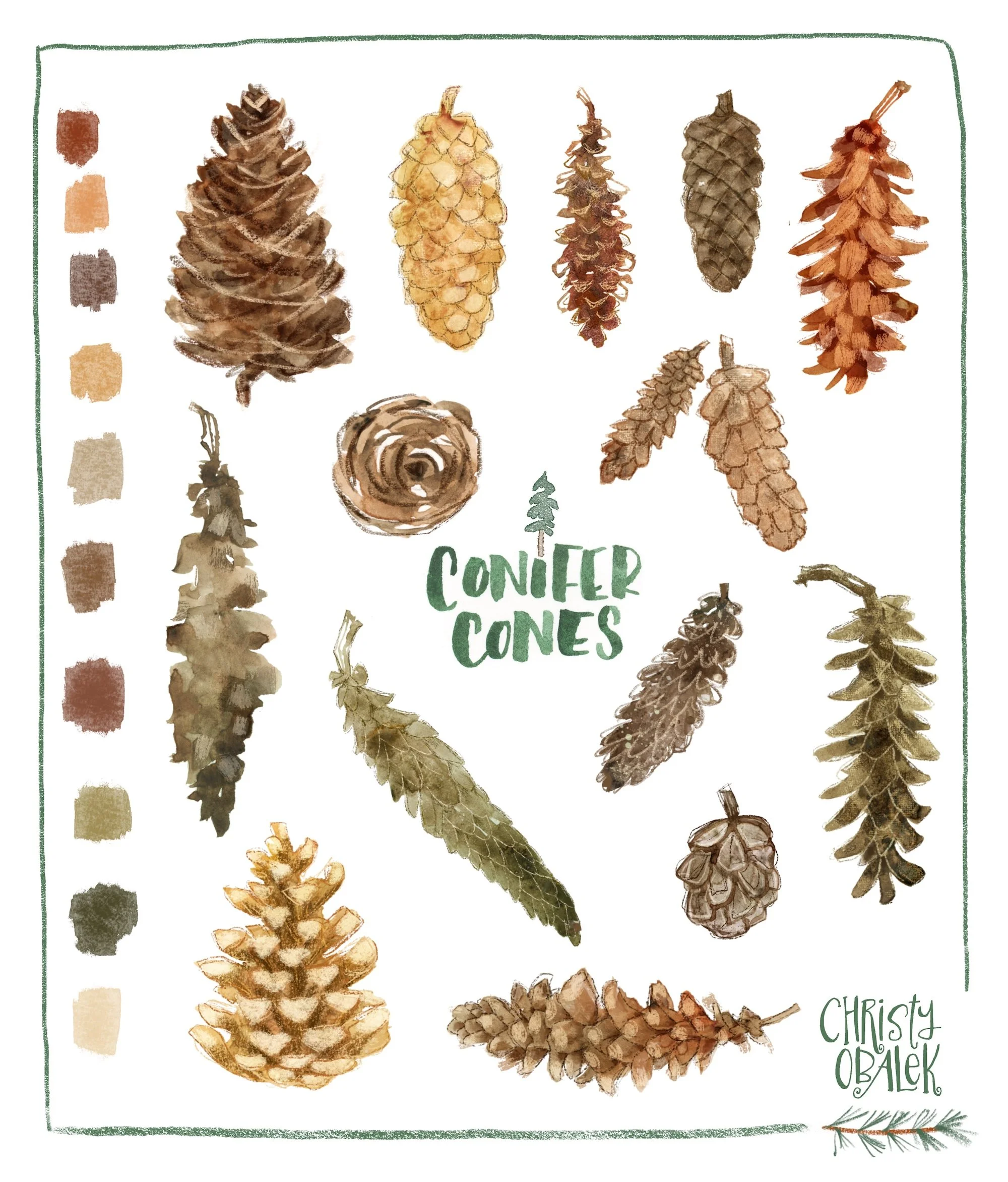 Conifer Cones (pine cones etc)