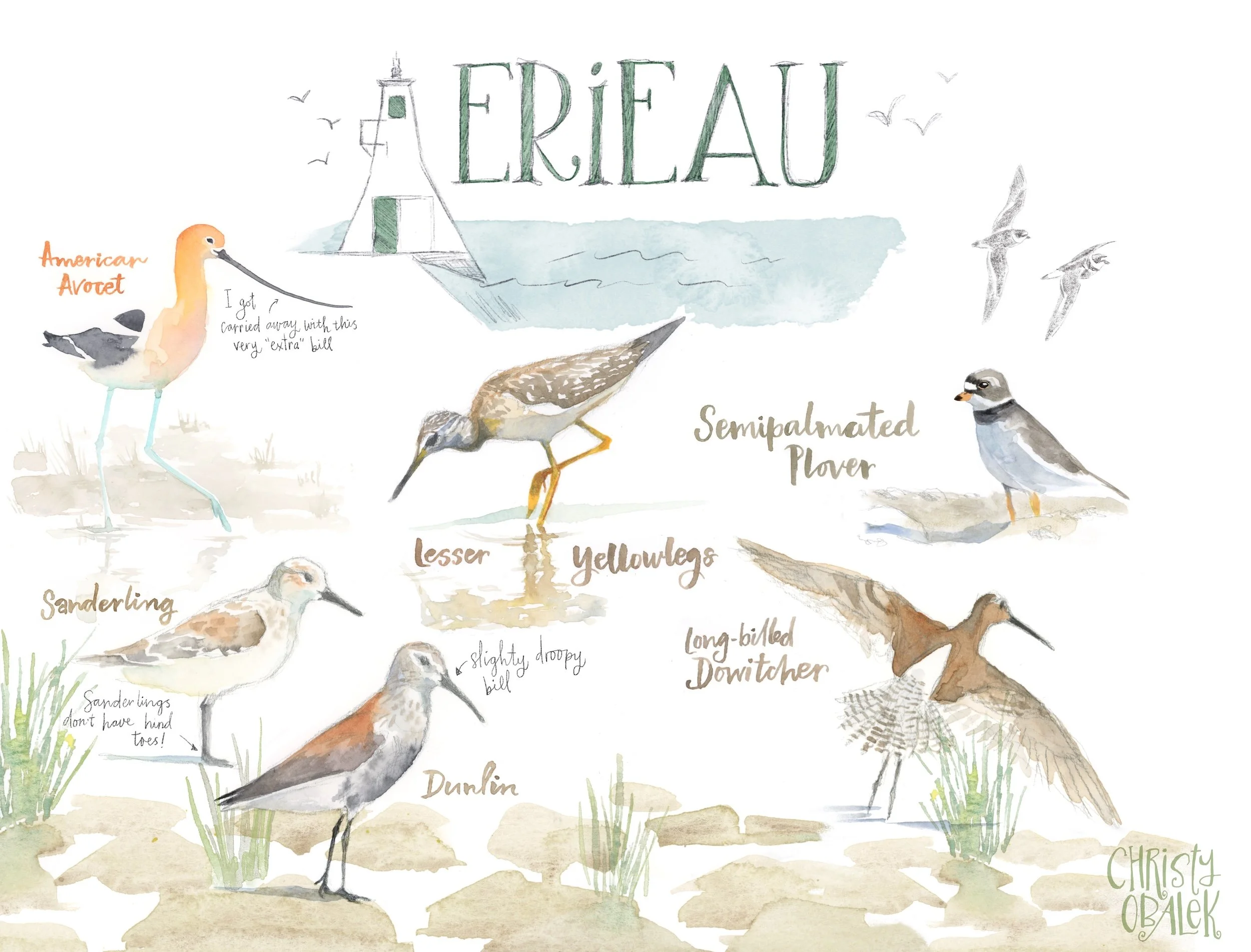 Shorebirds of Erieau watercolour and hand lettering
