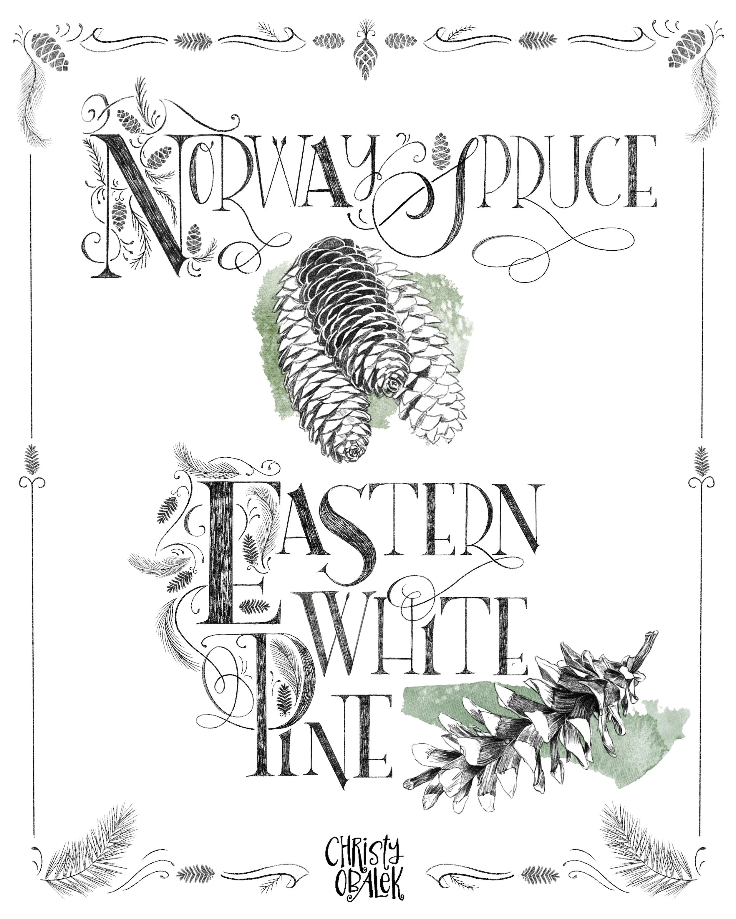 Pine Cones Hand Lettering