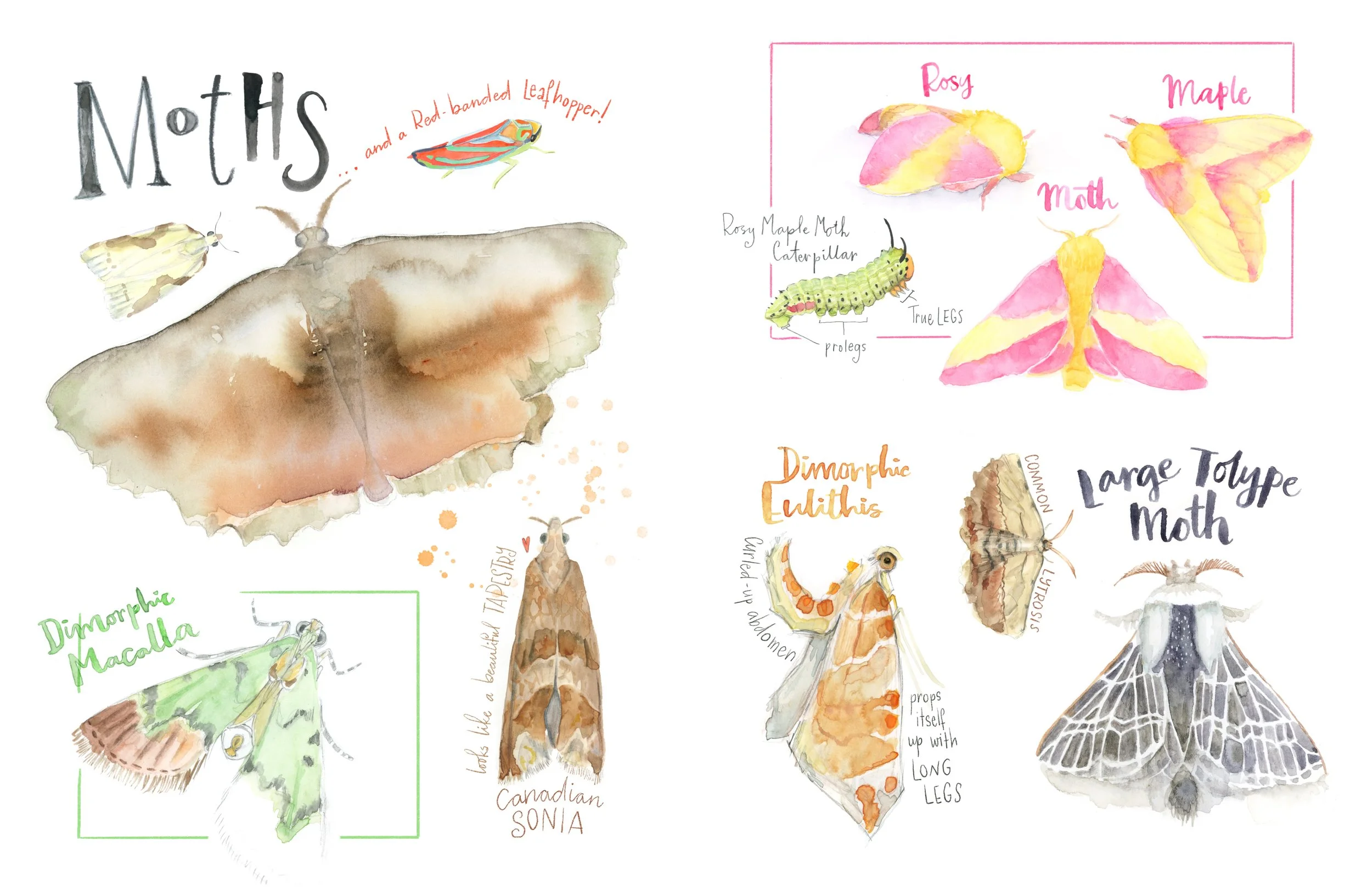 Moths sketchbook page