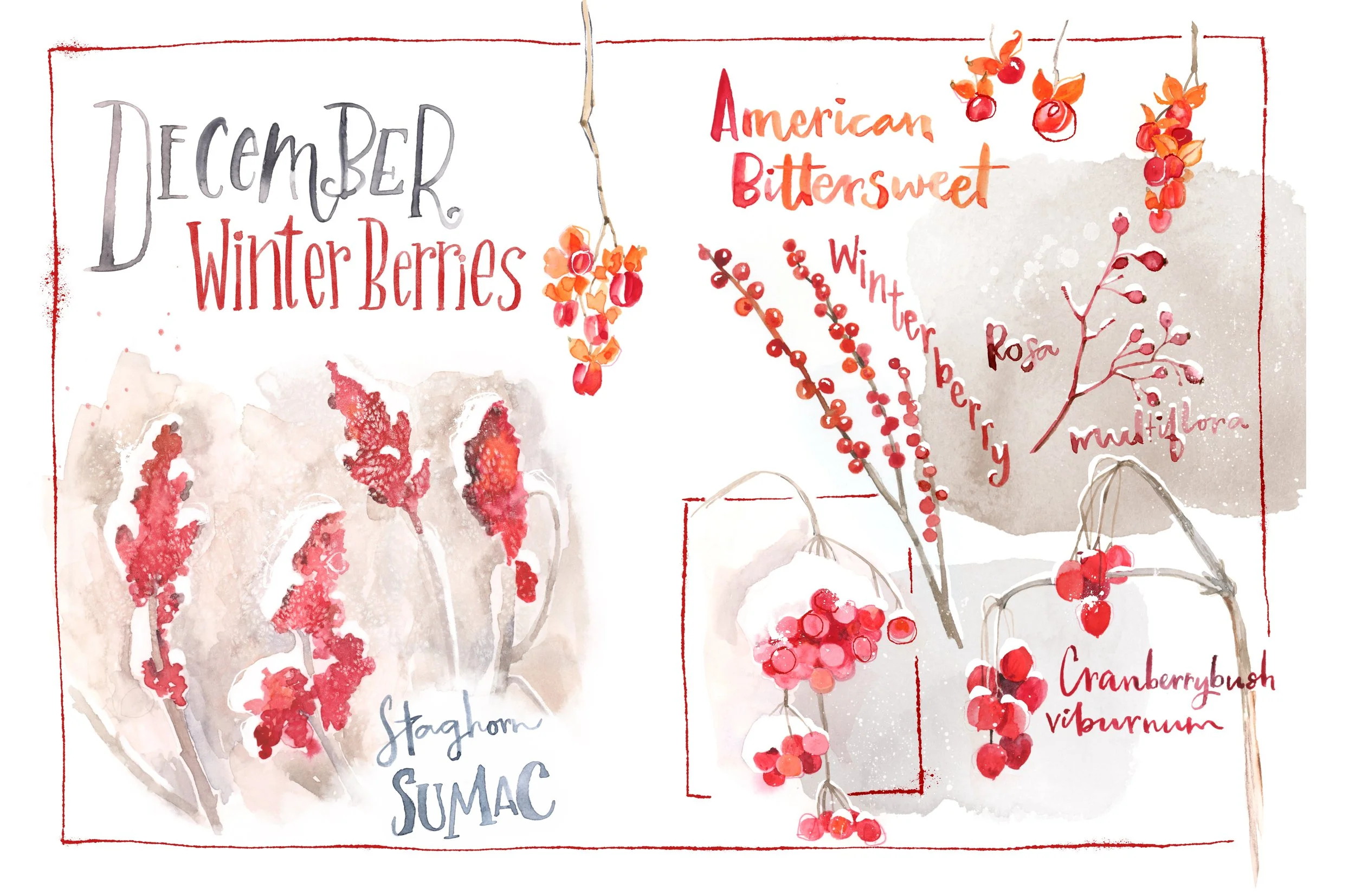Winter Berry Sketches