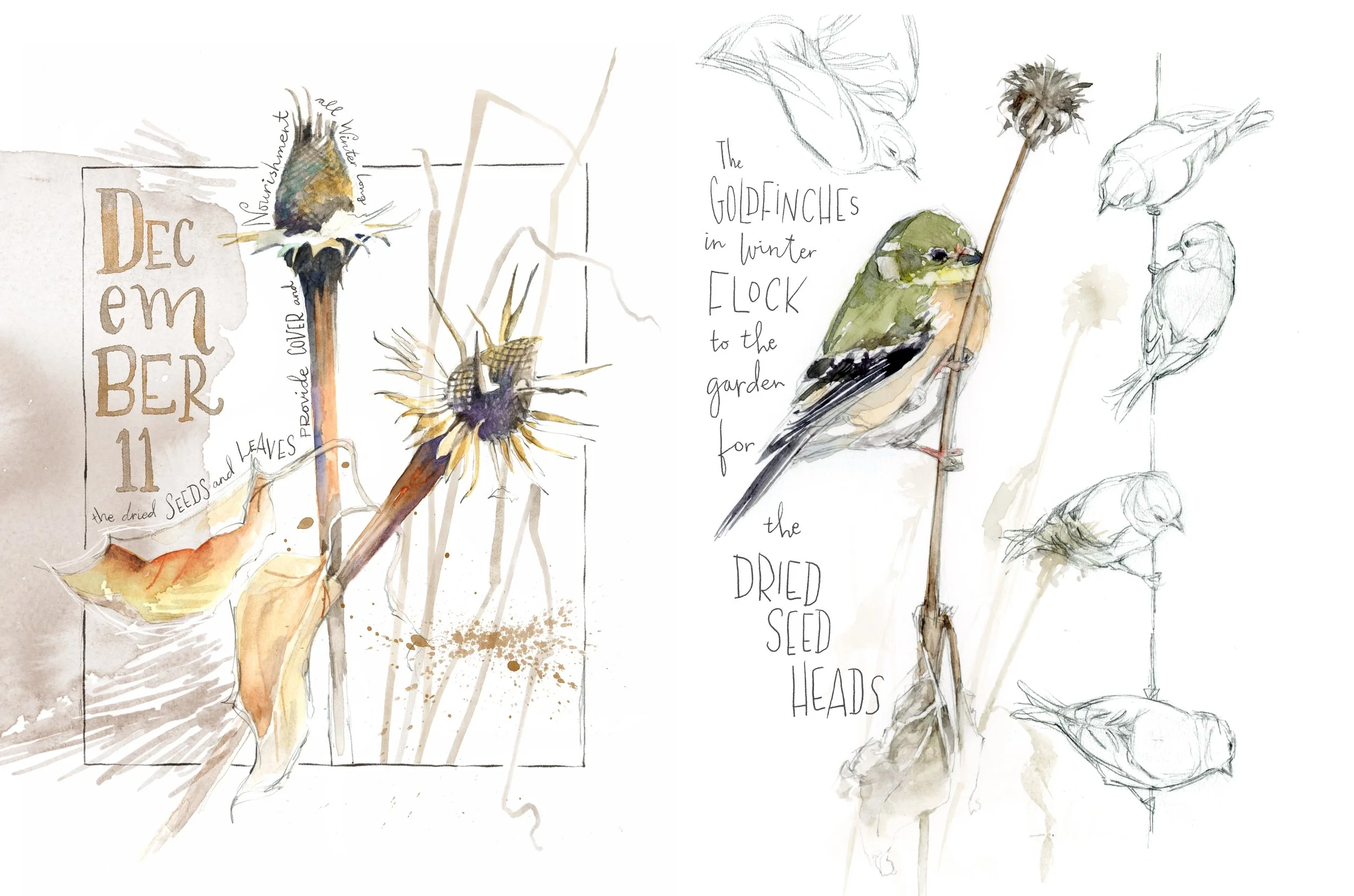 Goldfinch sketches