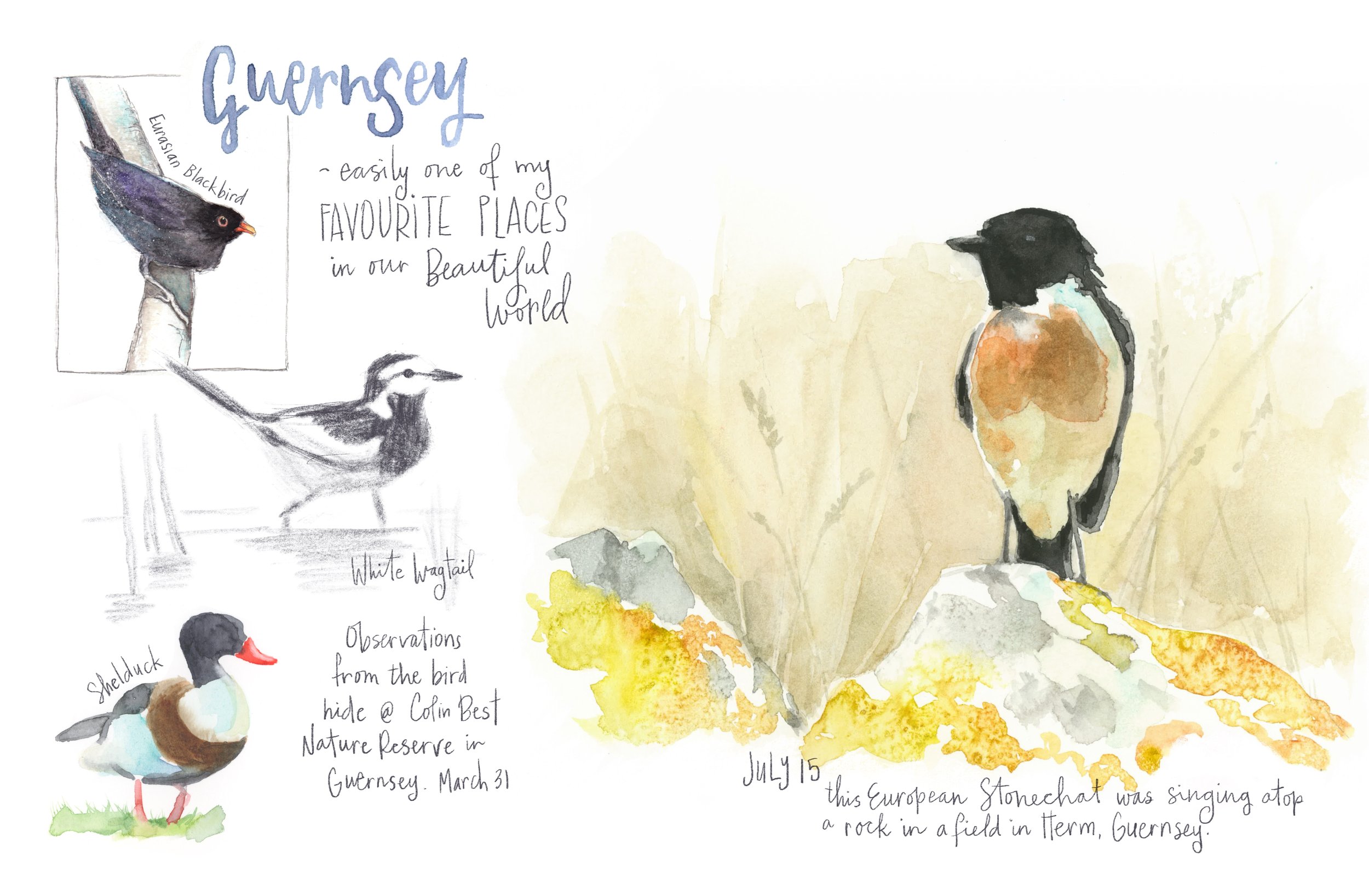 Guernsey Birds sketchbook page