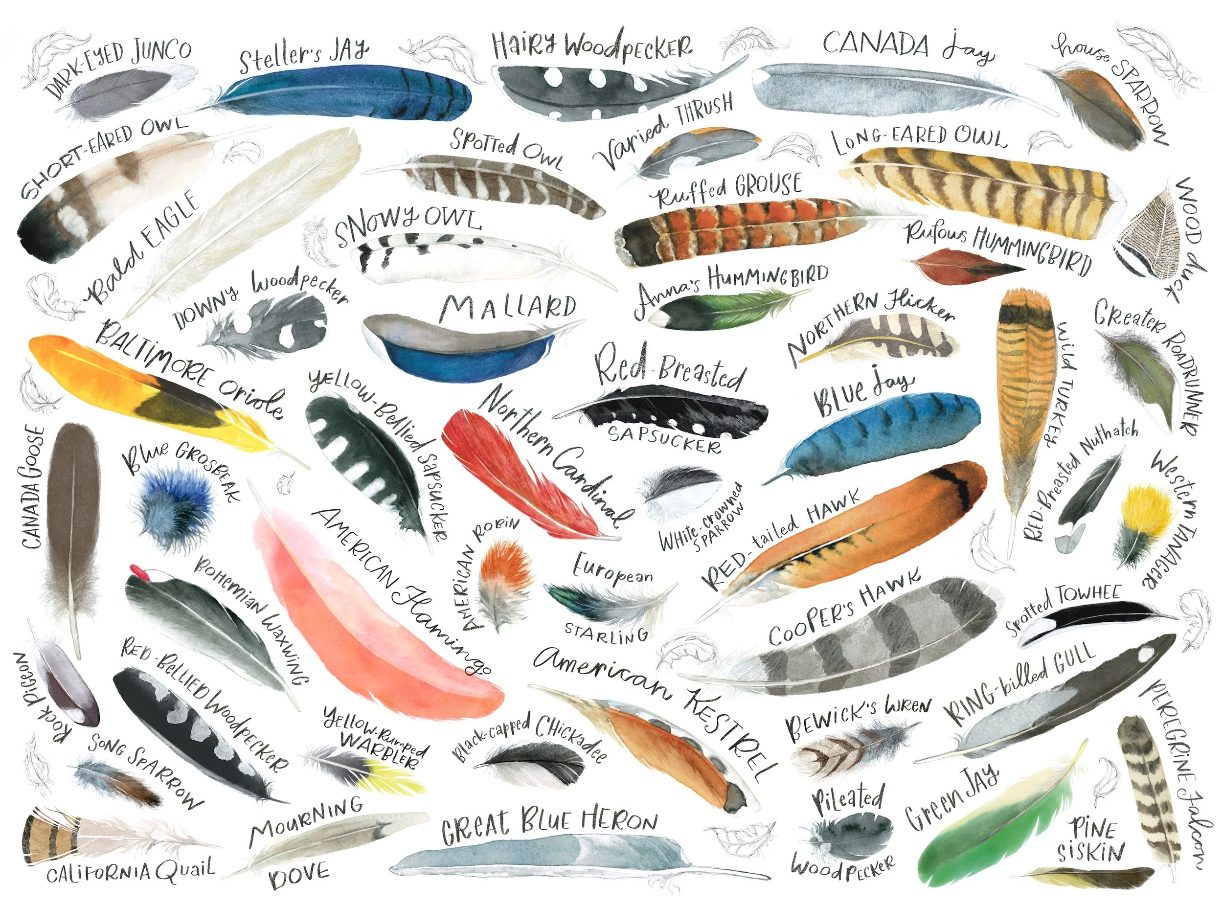 Watercolour feather studies