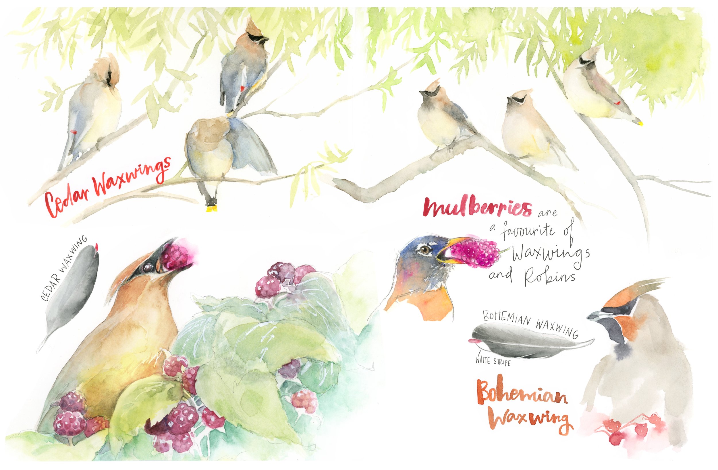 Waxwings sketchbook page