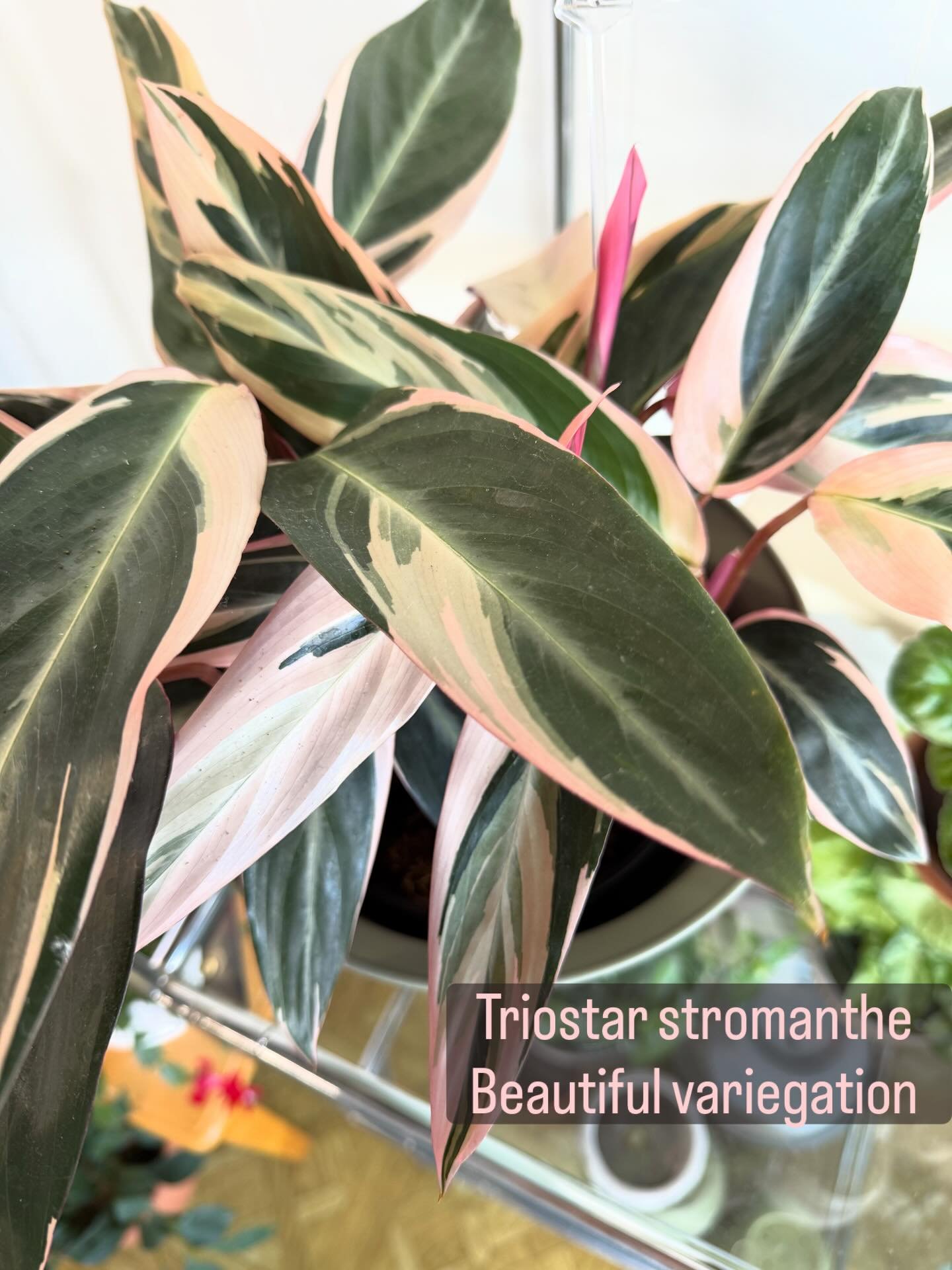 We are obsessed with our N E W plants!! 🪴 

Stop in and check any of them out!! 

Call or order online if you see one you like! 

https://www.flowercartwebstersd.com/contact

📍Flower Cart 
  501 Main St 
  Webster, SD 57274
☎️605.345.3212
flowercar