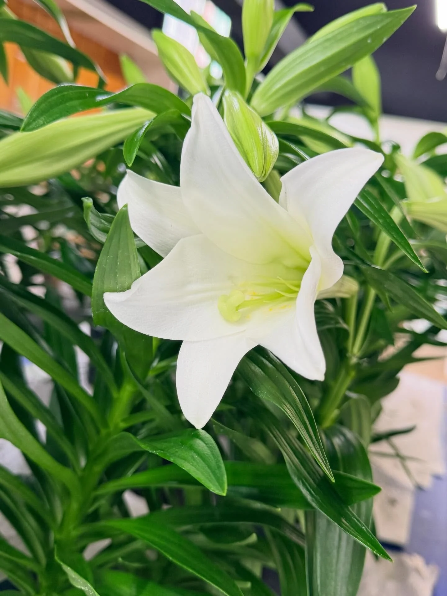 Easter Lilies ✝️ are in -grab them while still available. 

I have 14 remaining - comment below if you would like one reserved! 

📍Flower Cart 
  501 Main St 
  Webster, SD 57274
☎️605.345.3212
flowercartwebstersd.com
M-F 9:00am-4:00pm