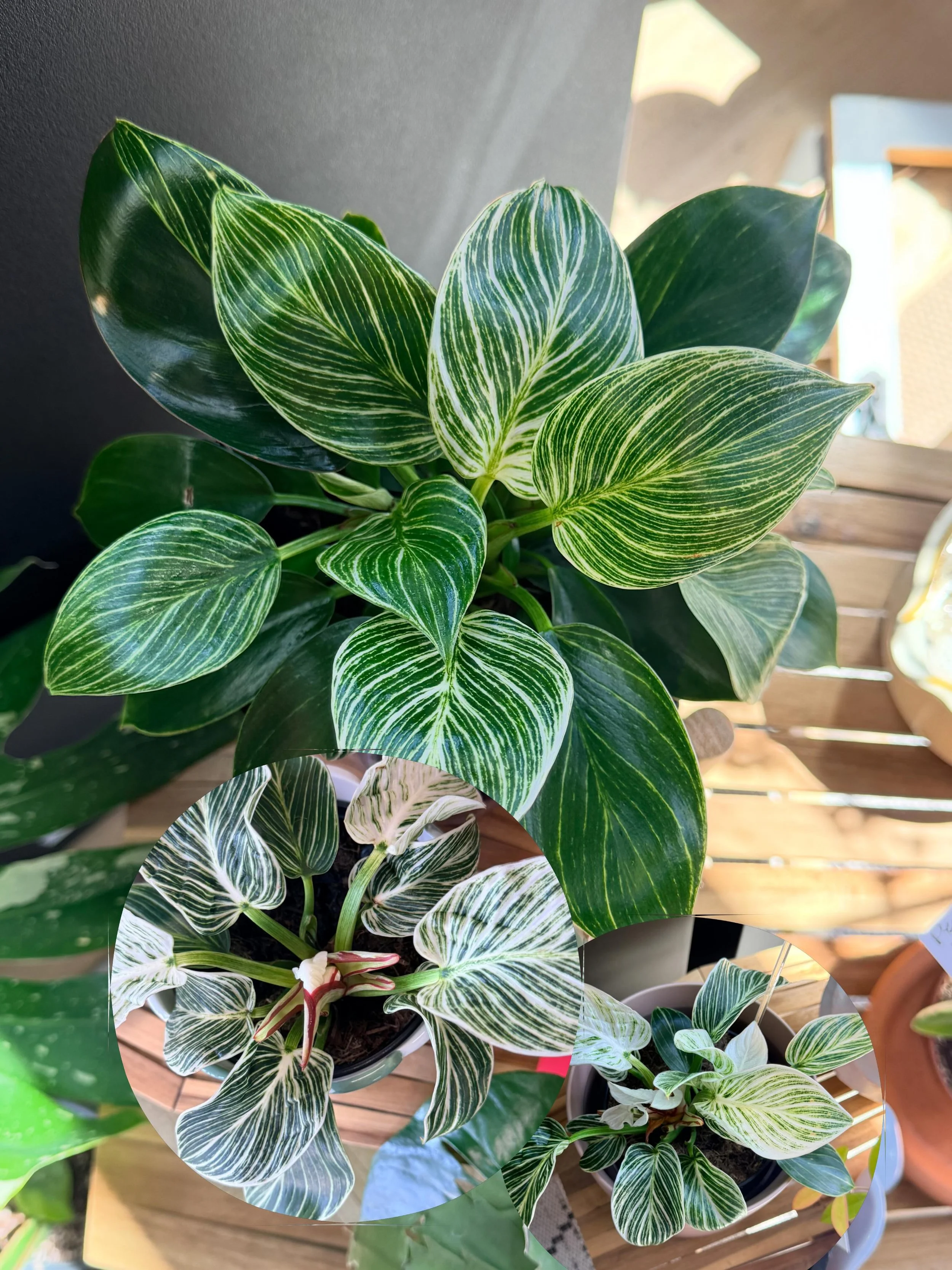 Philodendron Birkin 🪴
&mdash; 3 different plants
&mdash; amazing variegation on each one 
&mdash; compact growth, reaching roughly 1 to 3 feet in height &amp; width 
&mdash; ideal for tabletops or small spaces
&mdash; stop in and check these out - y