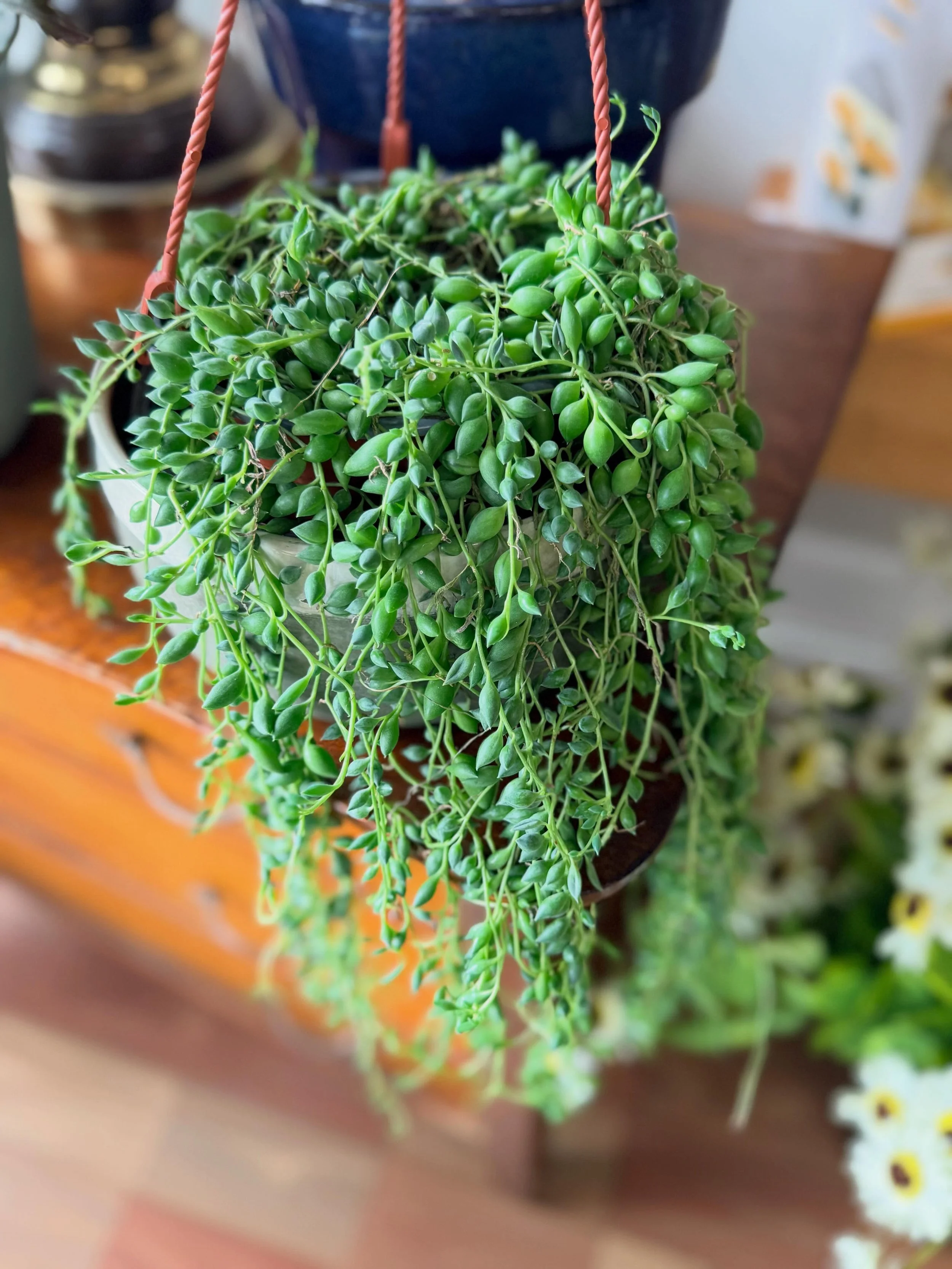 Succulent planters, an exceptionally healthy string of tears and much more!  Stop in and check out our wide selection of items available!! 

https://www.flowercartwebstersd.com/contact

📍Flower Cart 
  501 Main St 
  Webster, SD 57274
☎️ 605.345.321