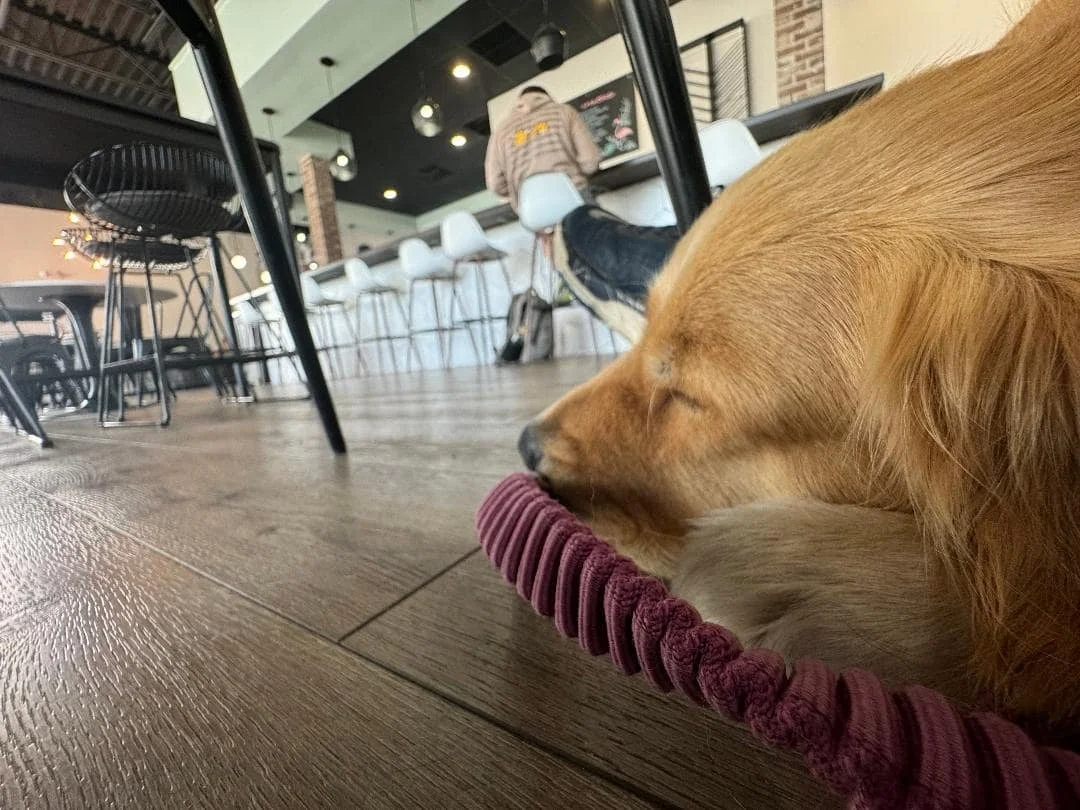Golden retriever resting on the floor at The Blend coffee shop in St. Petersburg, Florida.