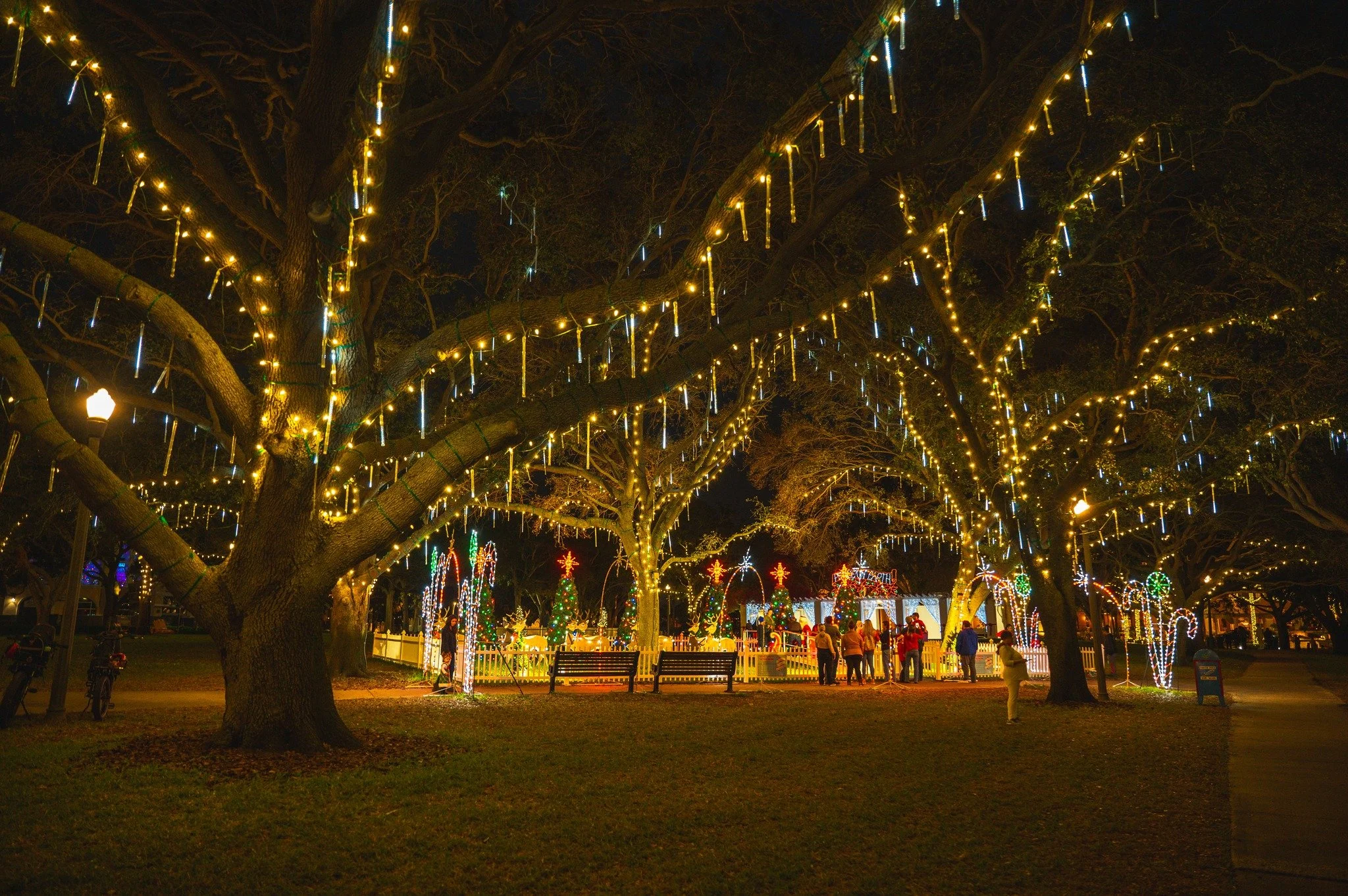 Trees covered in hanging Christmas lights at North Straub Park in downtown St. Pete, a highlight on the holiday golf cart route.