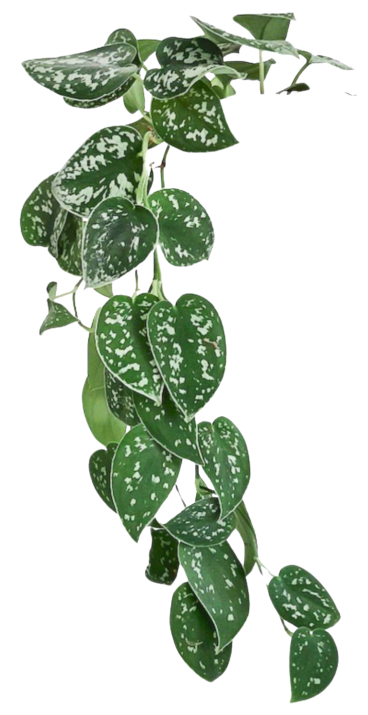 Hangende plant met groene bladeren met witte vlekken