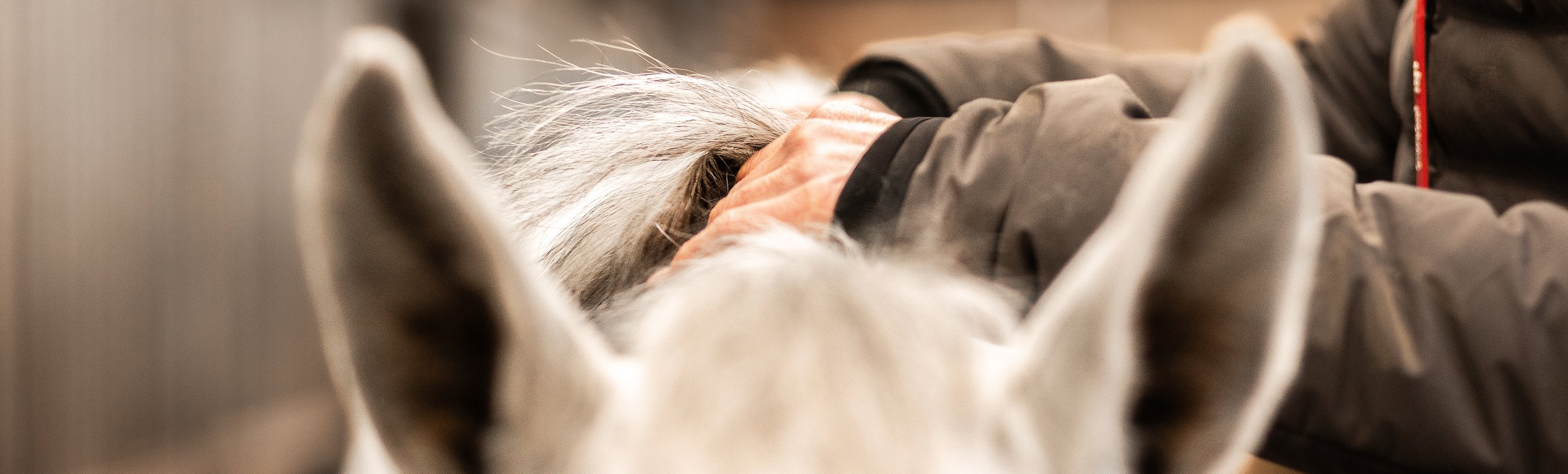 Zu sehen ist eine Behandlungssituation am Pferd: die Hände der Pferdetherapeutin tasten in der Mähne eines Schimmels.