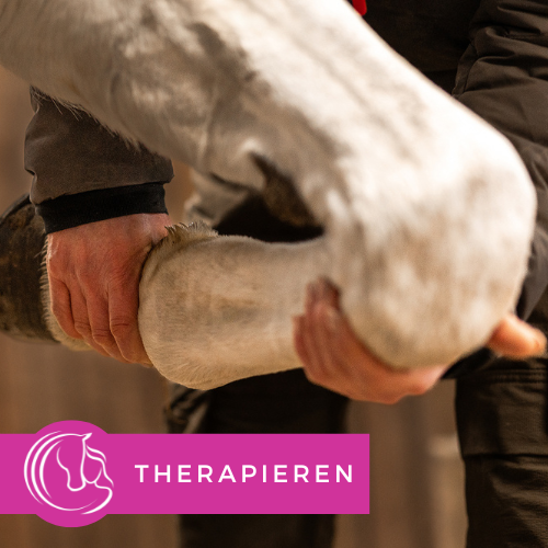 Eine Person hält das Vorderbein eines Schimmels, um es zu therapieren.