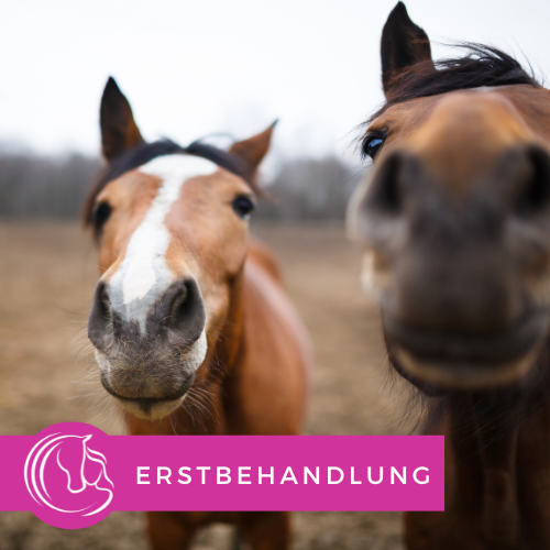 Zwei Pferde stehen nah beieinander auf einer Wiese, im Hintergrund ist ein bewölkter Himmel und Bäume sichtbar.