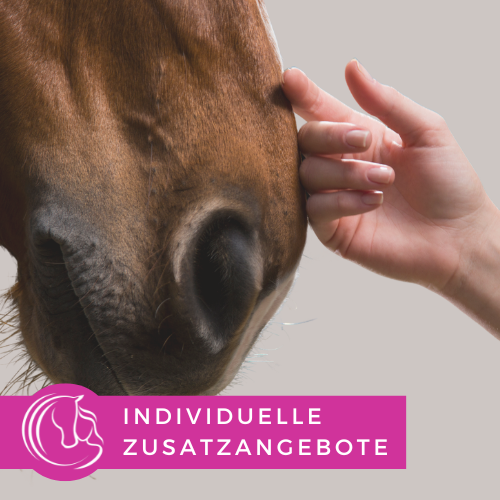 Nahaufnahme der Nase eines Pferdes mit einer menschlichen Hand, die das Tier streichelt, vor hellem Hintergrund.