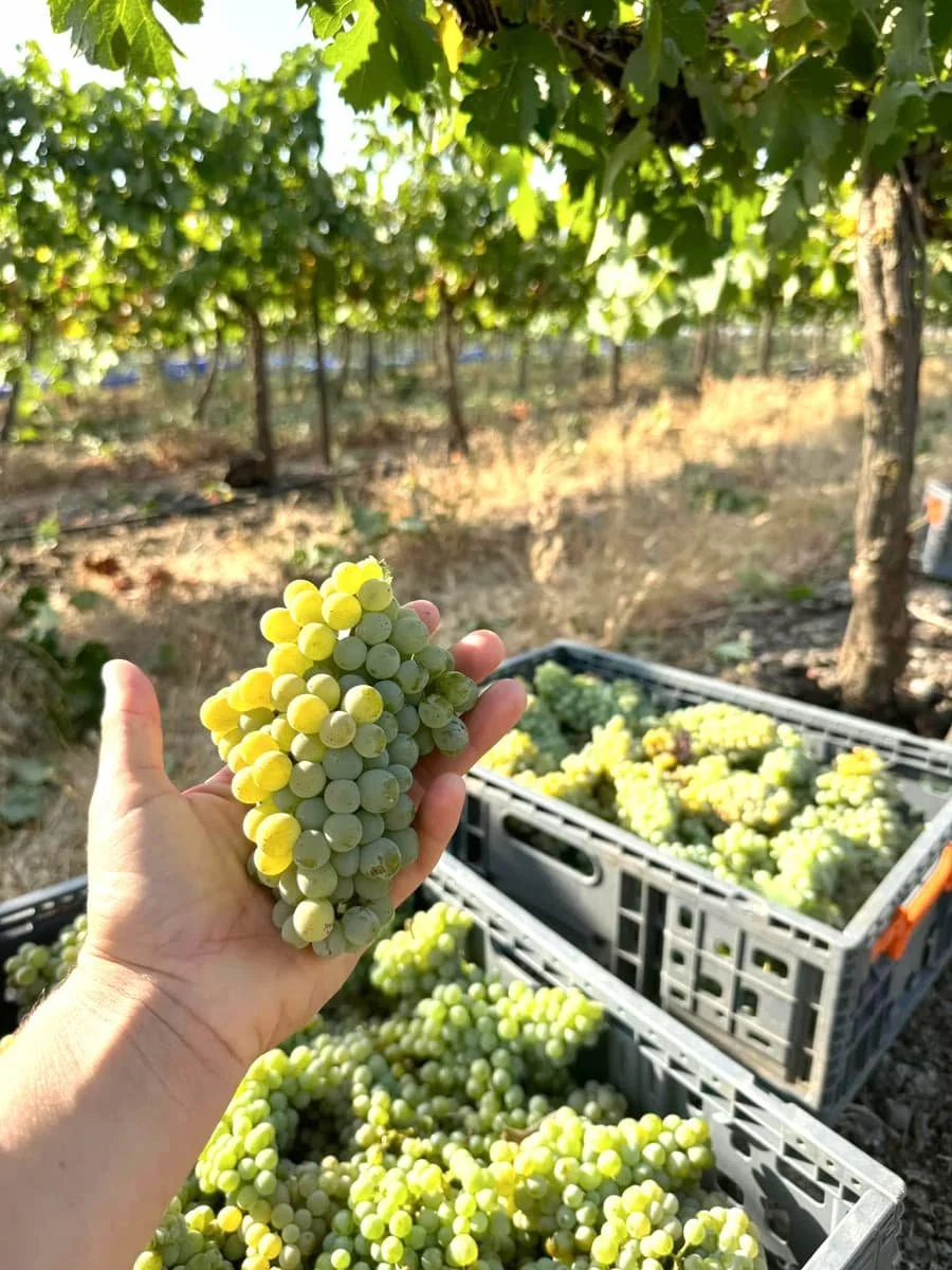 A person holding a bunch of green grapes over crates filled with more grapes, in an outdoor vineyard with grapevines and trees in the background.