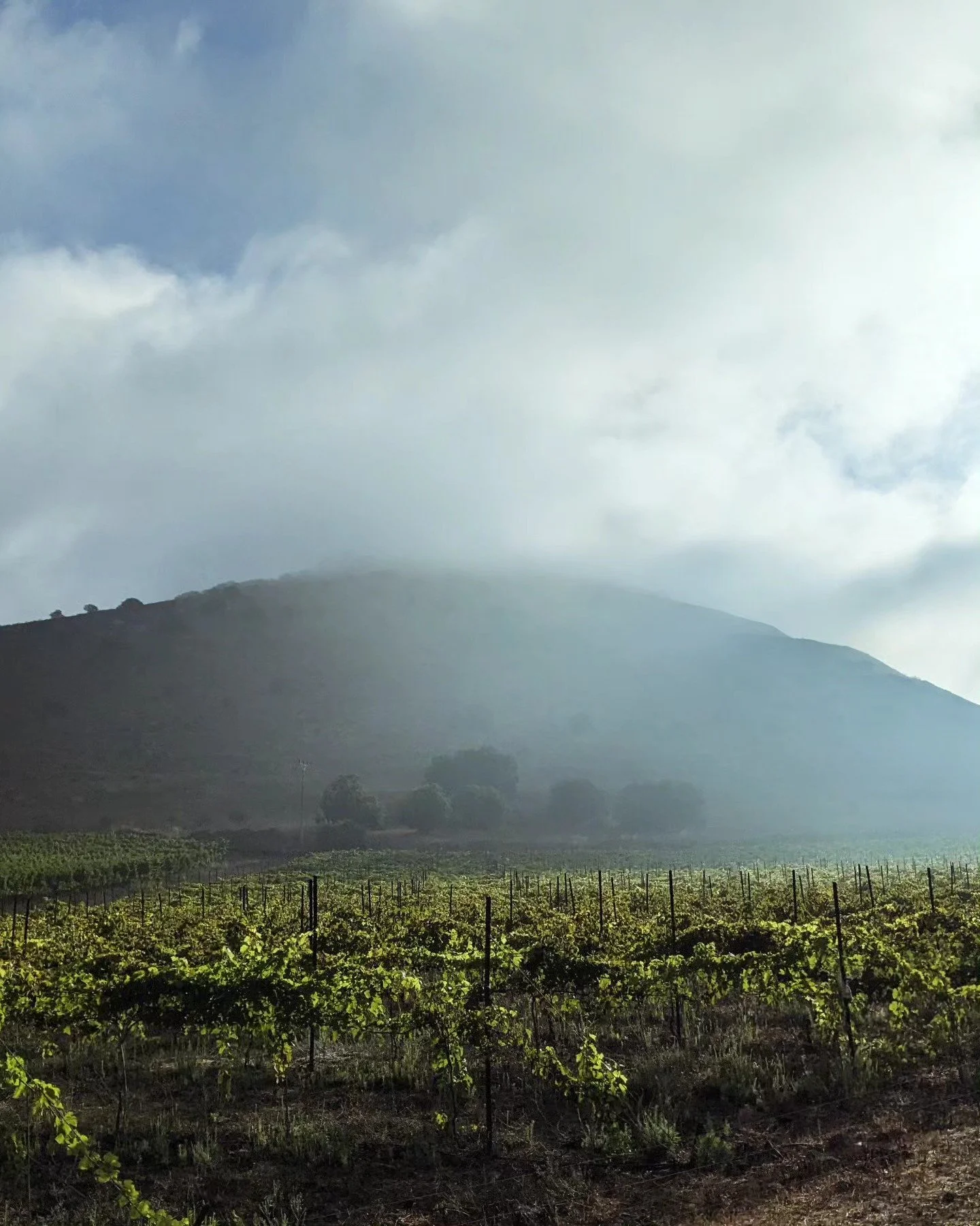 assaf winery field of grape vines.jpg