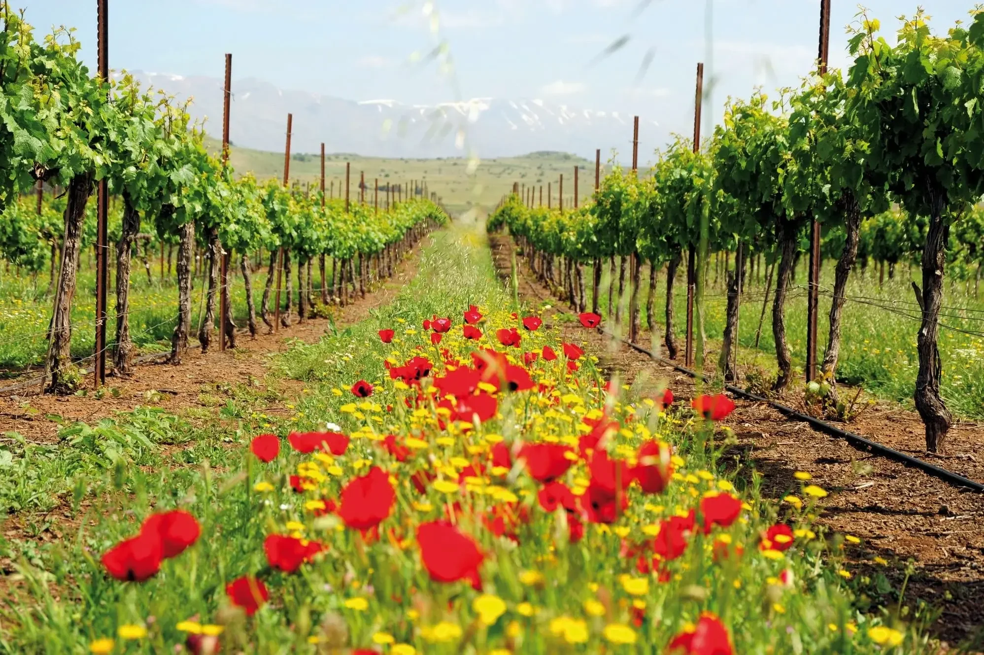 Vineyard with rows of grapevines supported by wooden and metal poles, green leaves, and a dirt path. Bright red and yellow wildflowers in the foreground, rolling hills in the background, under a partly cloudy sky.