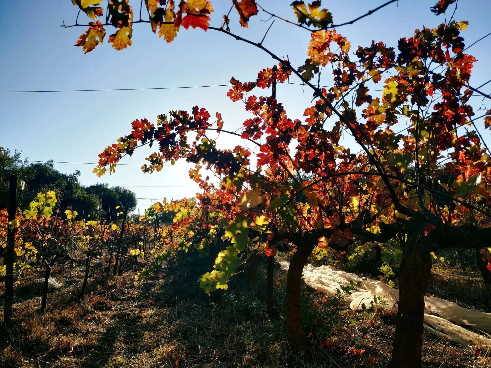 Vineyard with autumn-colored leaves on grapevines under a clear blue sky