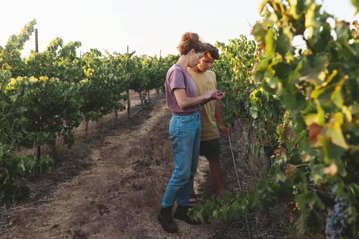 Two women in a vineyard examining grapevine leaves in late afternoon sunlight.
