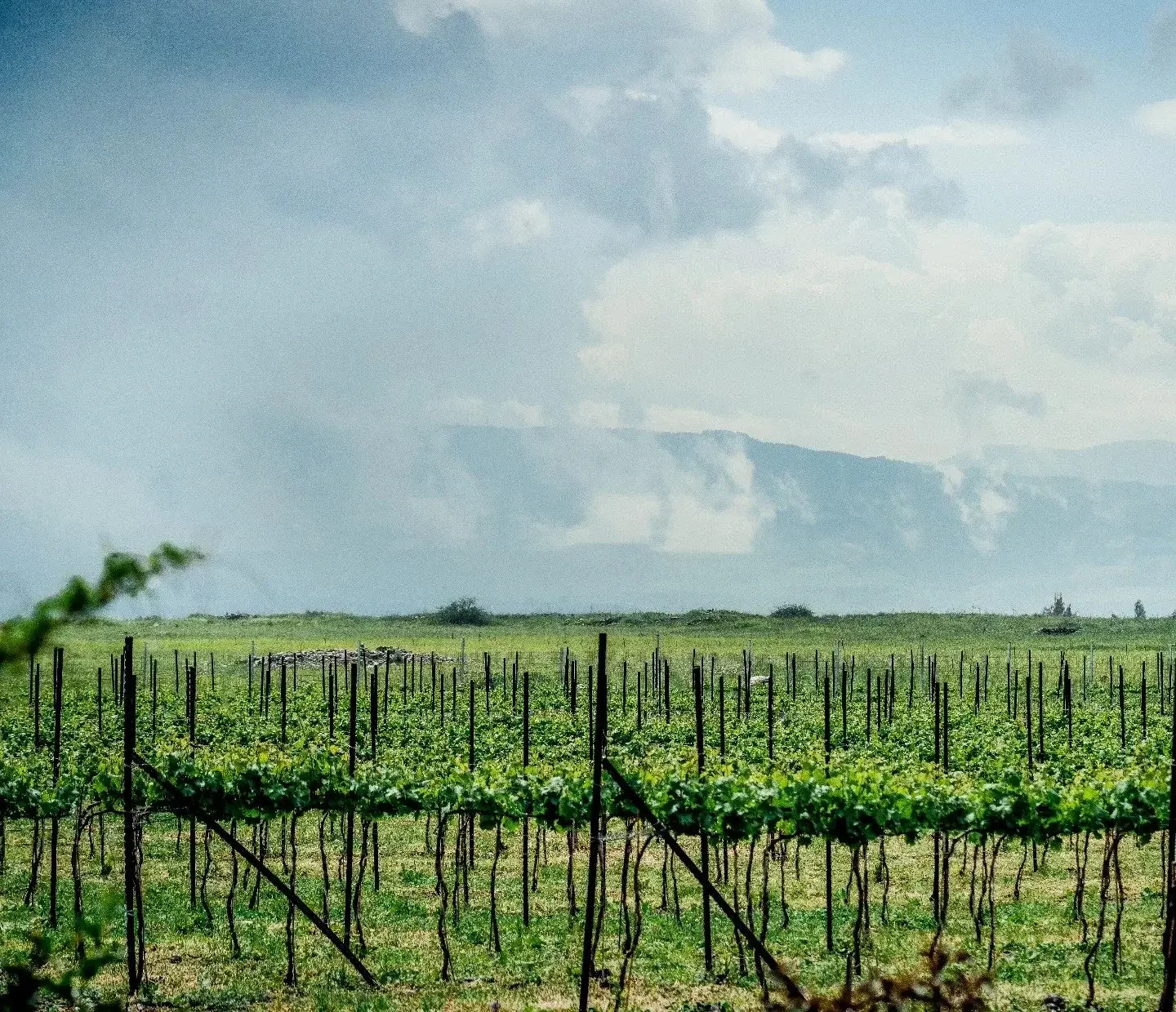 Vineyard rows with green vines in the foreground and a mountain range with clouds in the background.
