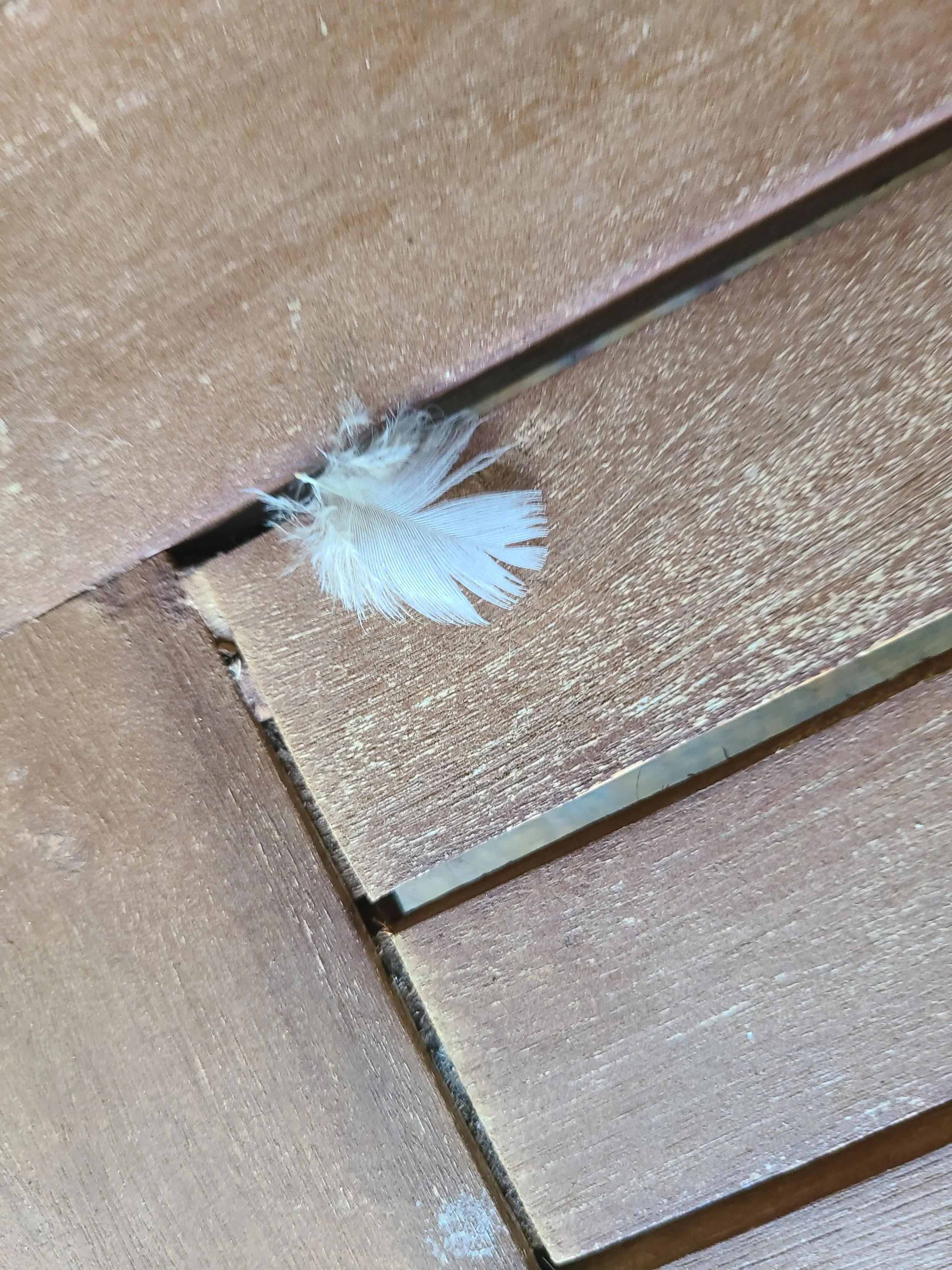 This morning, something sacred arrived.