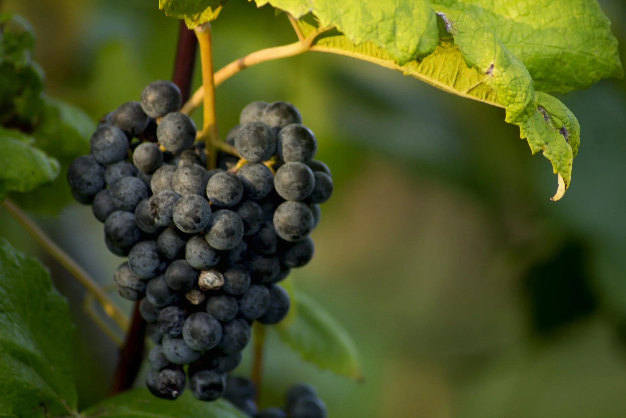 GrapeswRoom2.jpg