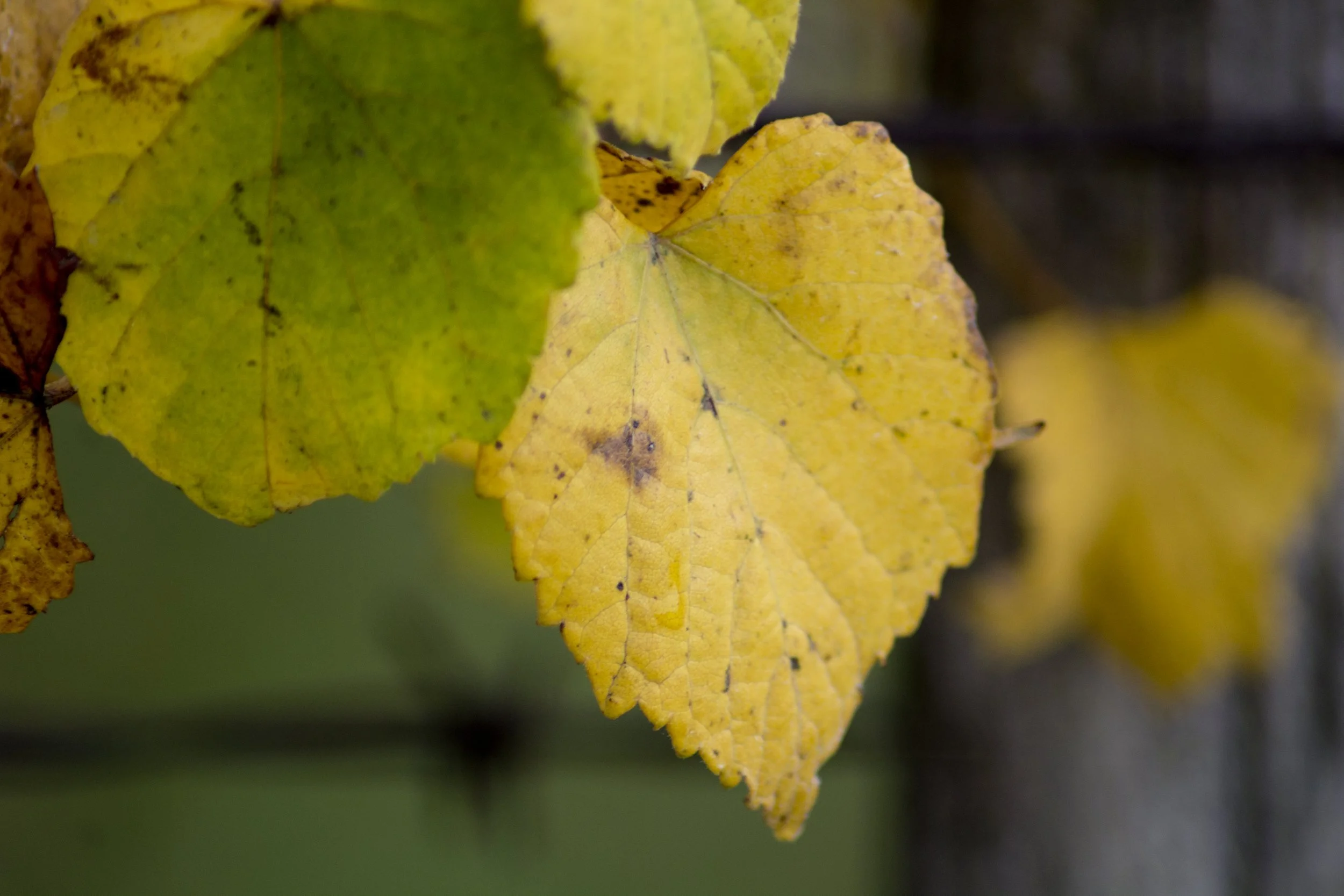 FallGrapeleaves.jpg