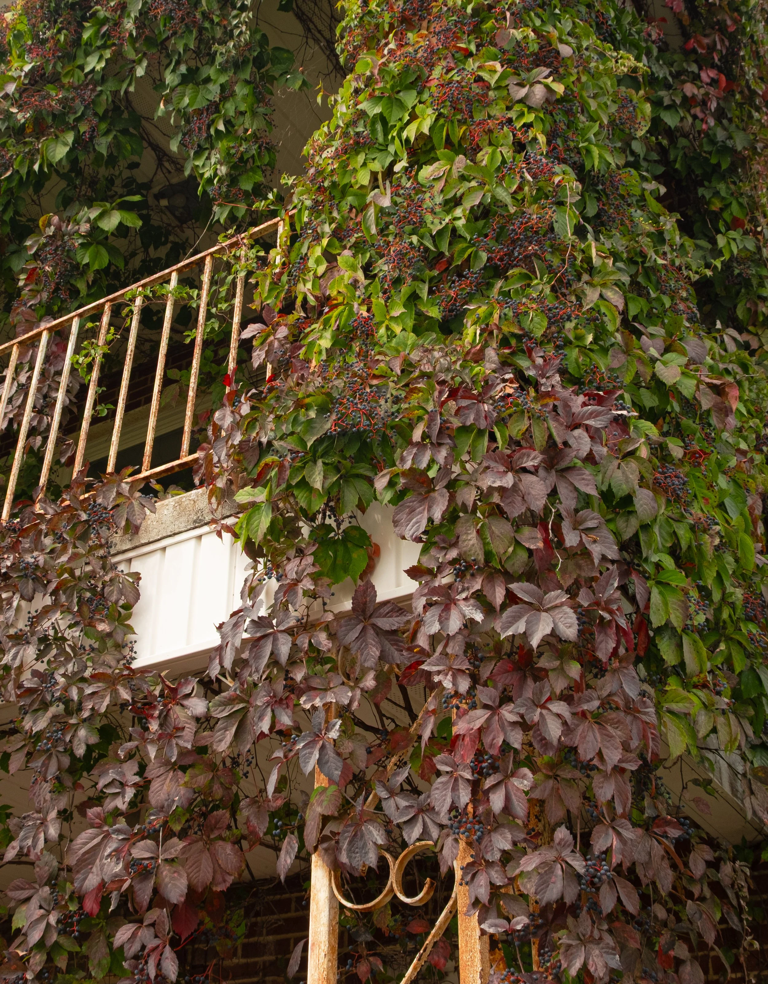 12Vines.jpg