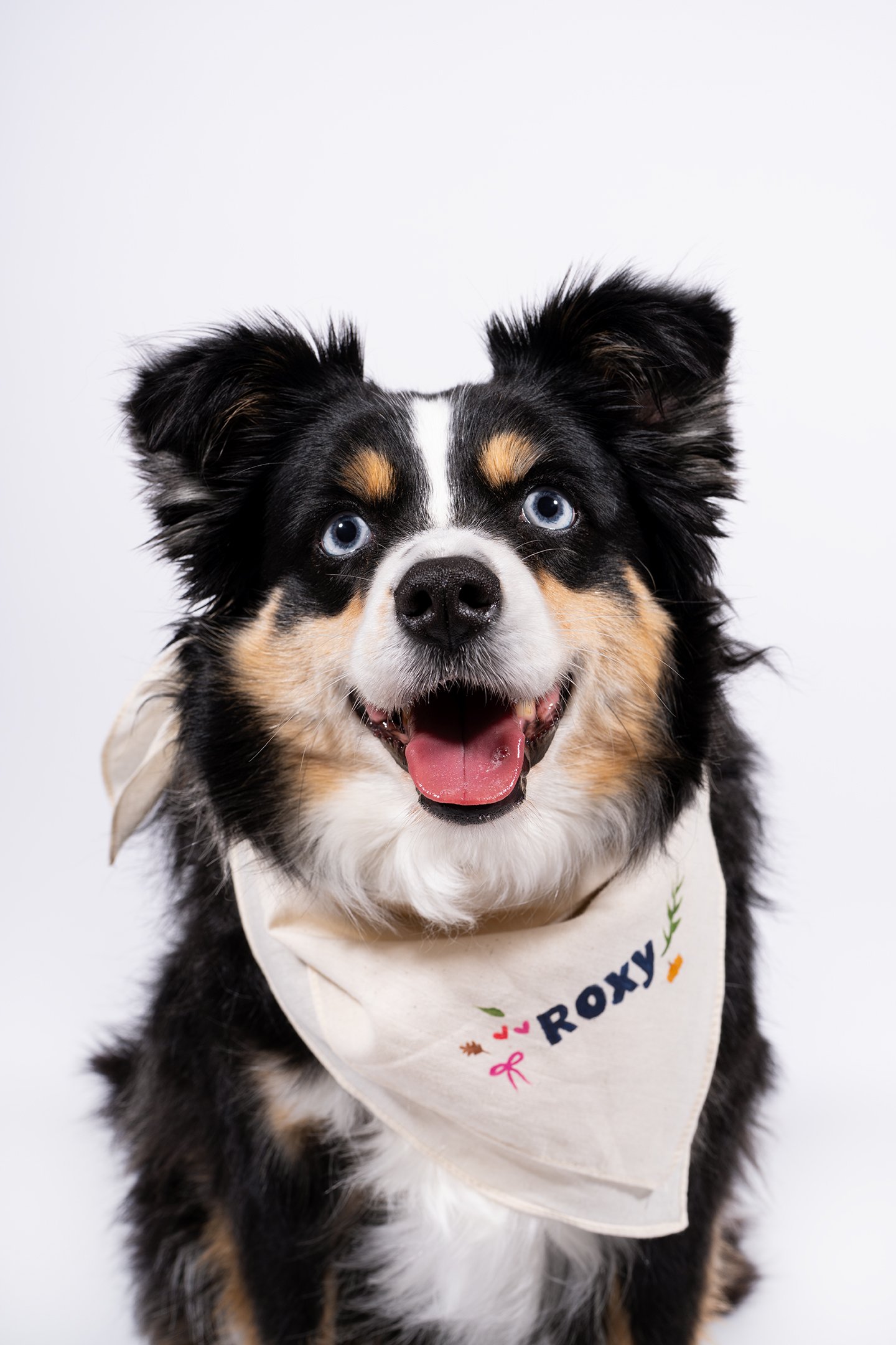 Close-up of an Australian Shepherd dog with a black, white, and tan coat, blue eyes, wearing a beige bandana with colorful text and decorations, on a plain light background.