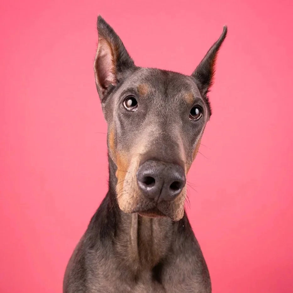 Close-up of a gray and brown dog with one ear upright and one slightly flopped, against a pink background.