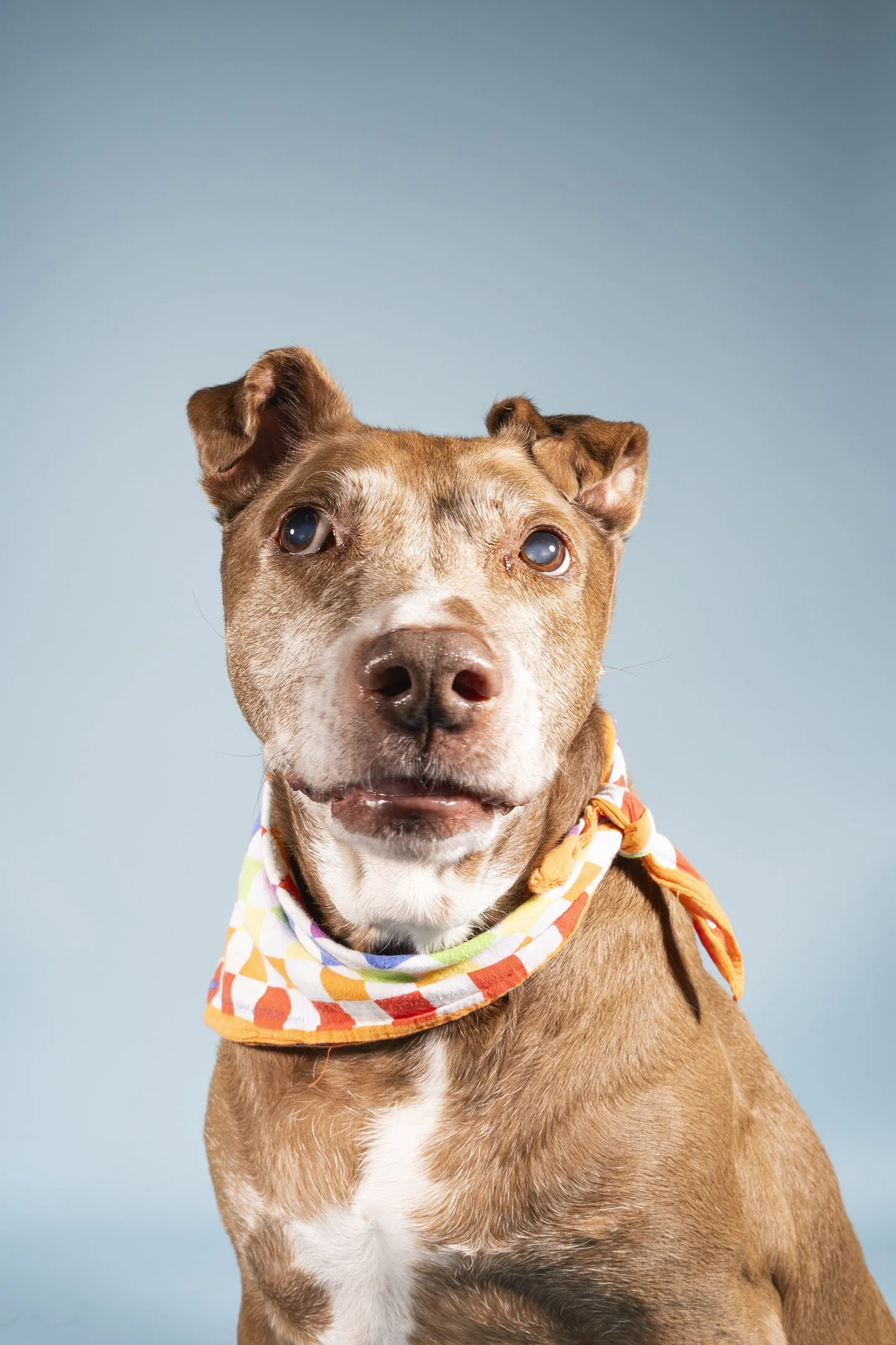A cute, brown dog with white markings, wearing a colorful, patterned bandana around its neck, and looking into the camera against a light blue background.